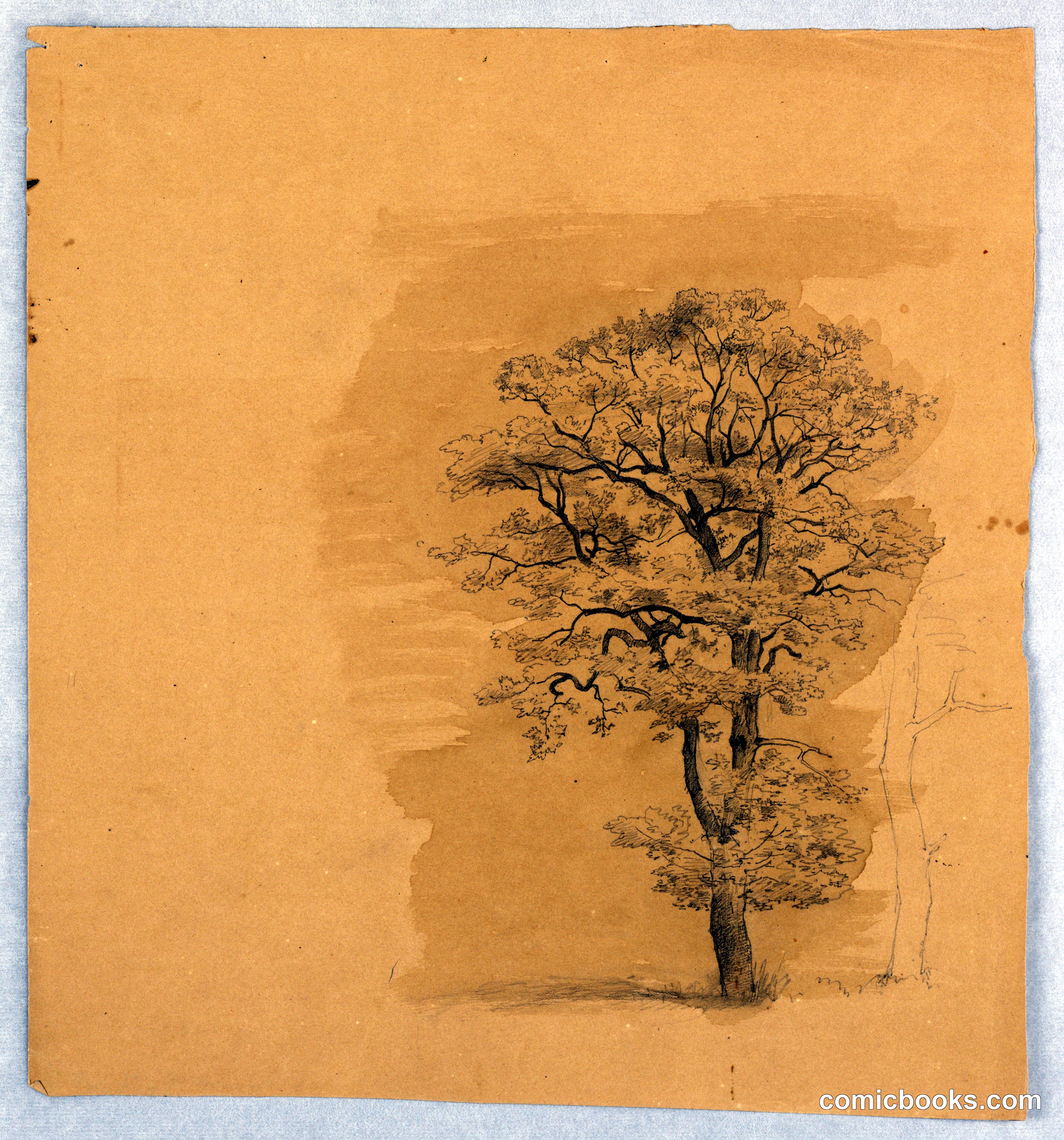 Study of Foliage