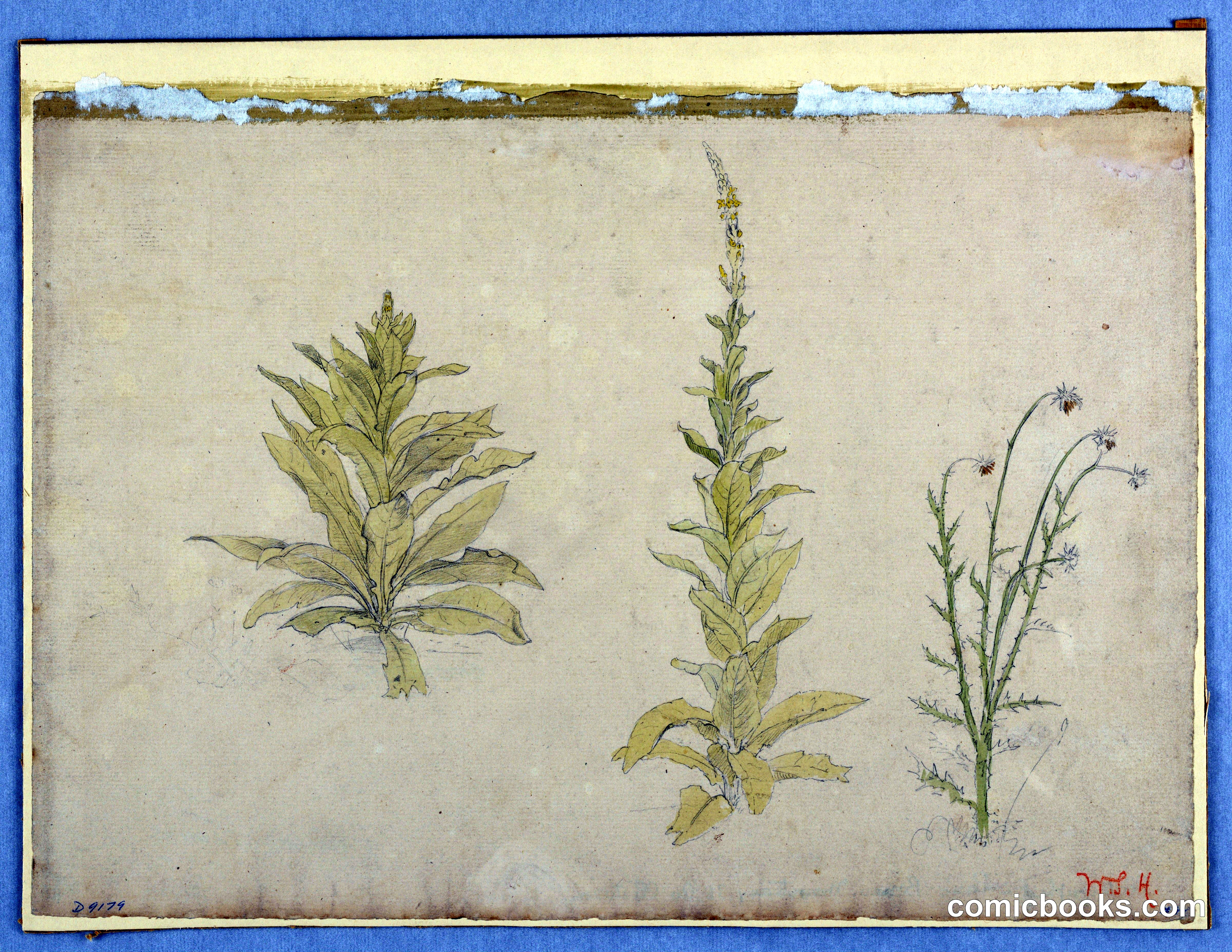 Study of Mullein Plants