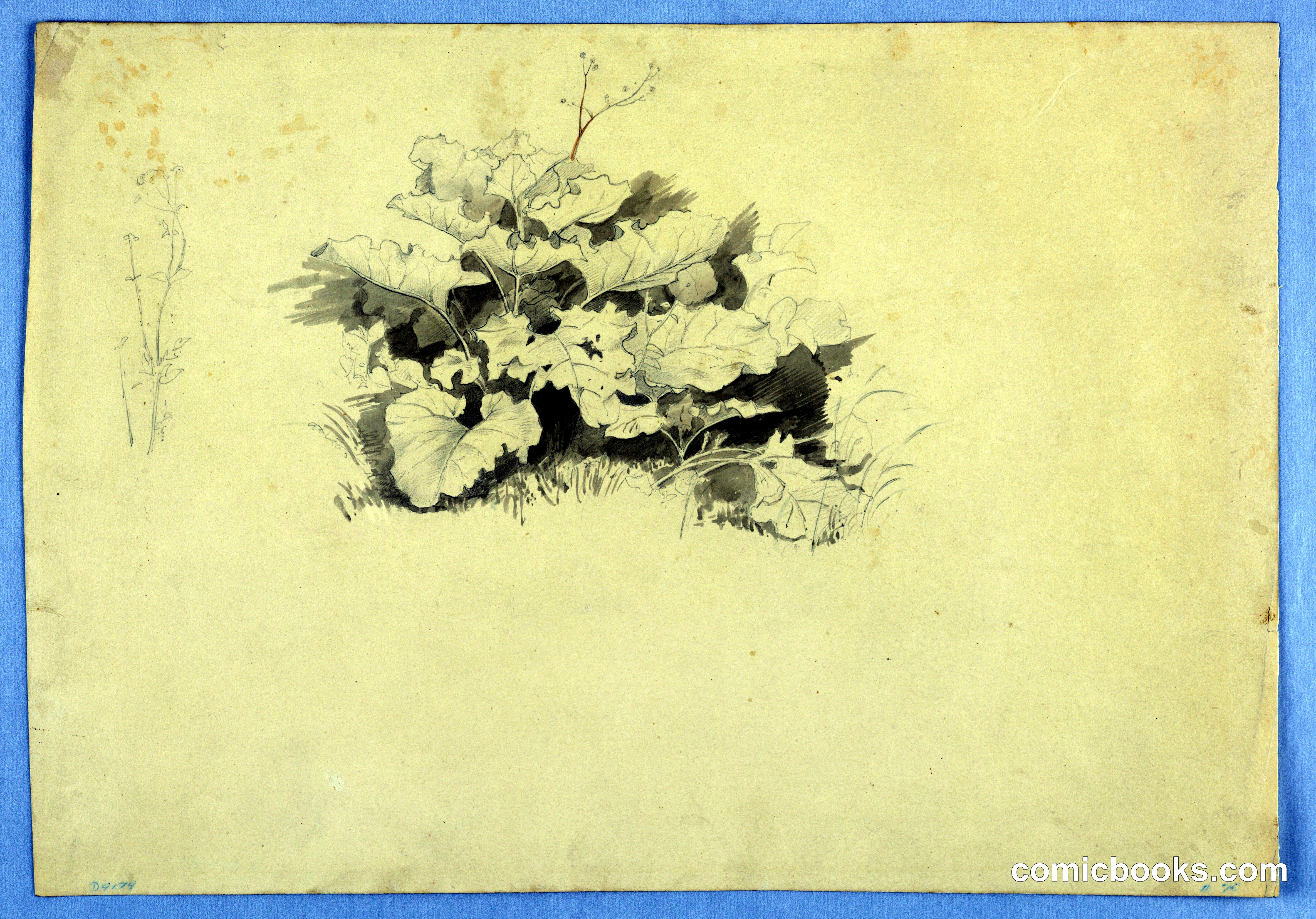 Study of Foliage