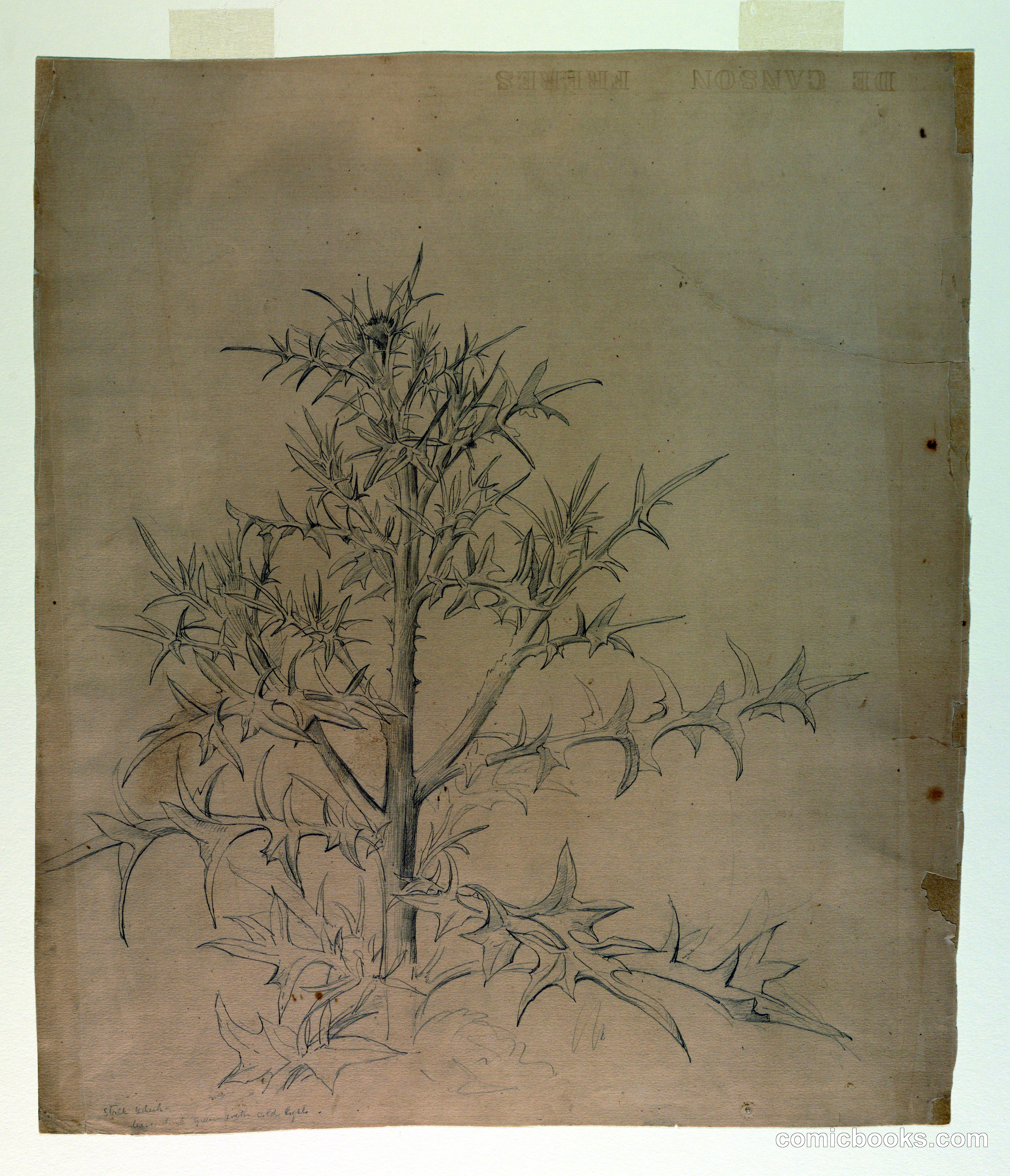 Study of Foliage