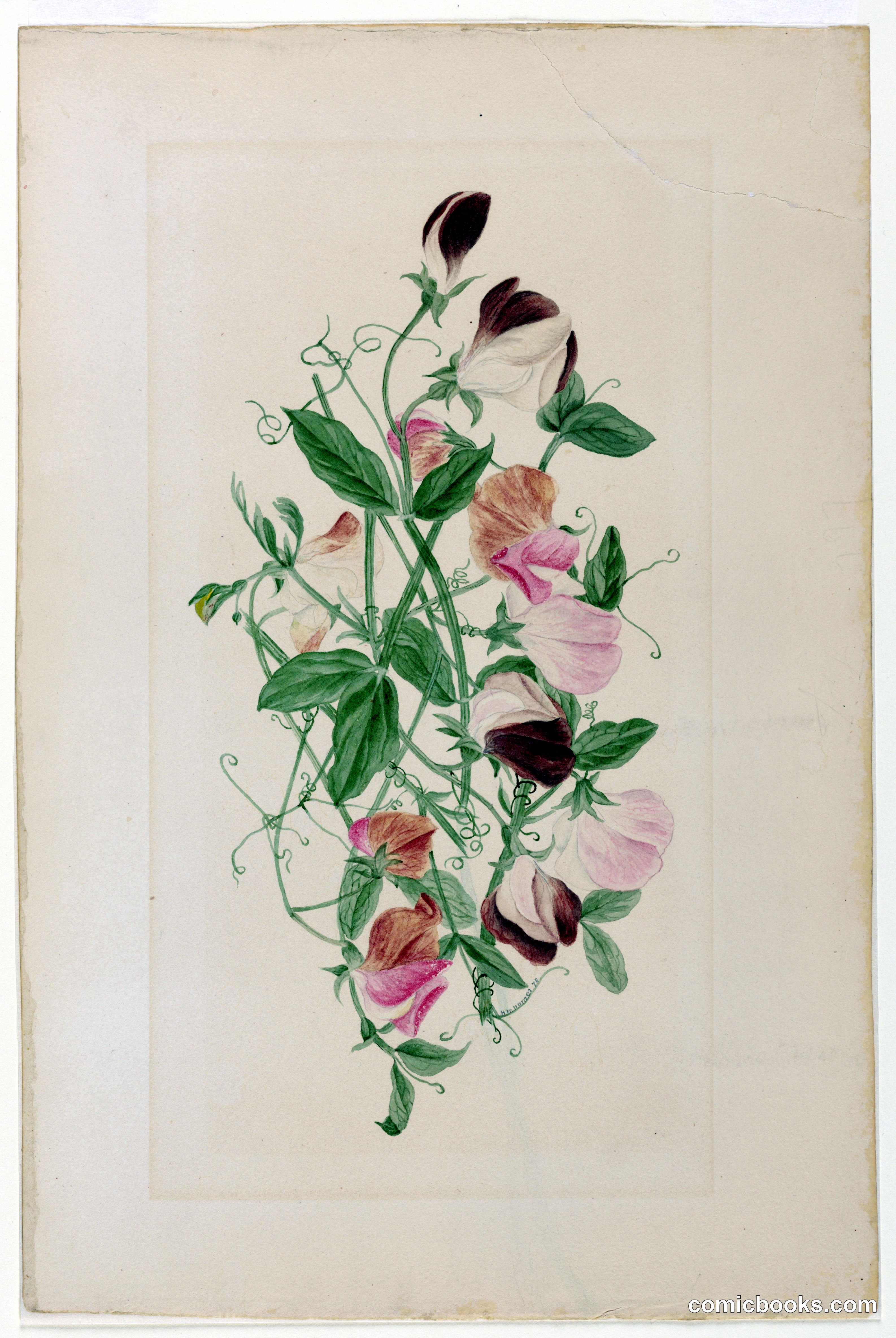 Sweet Peas