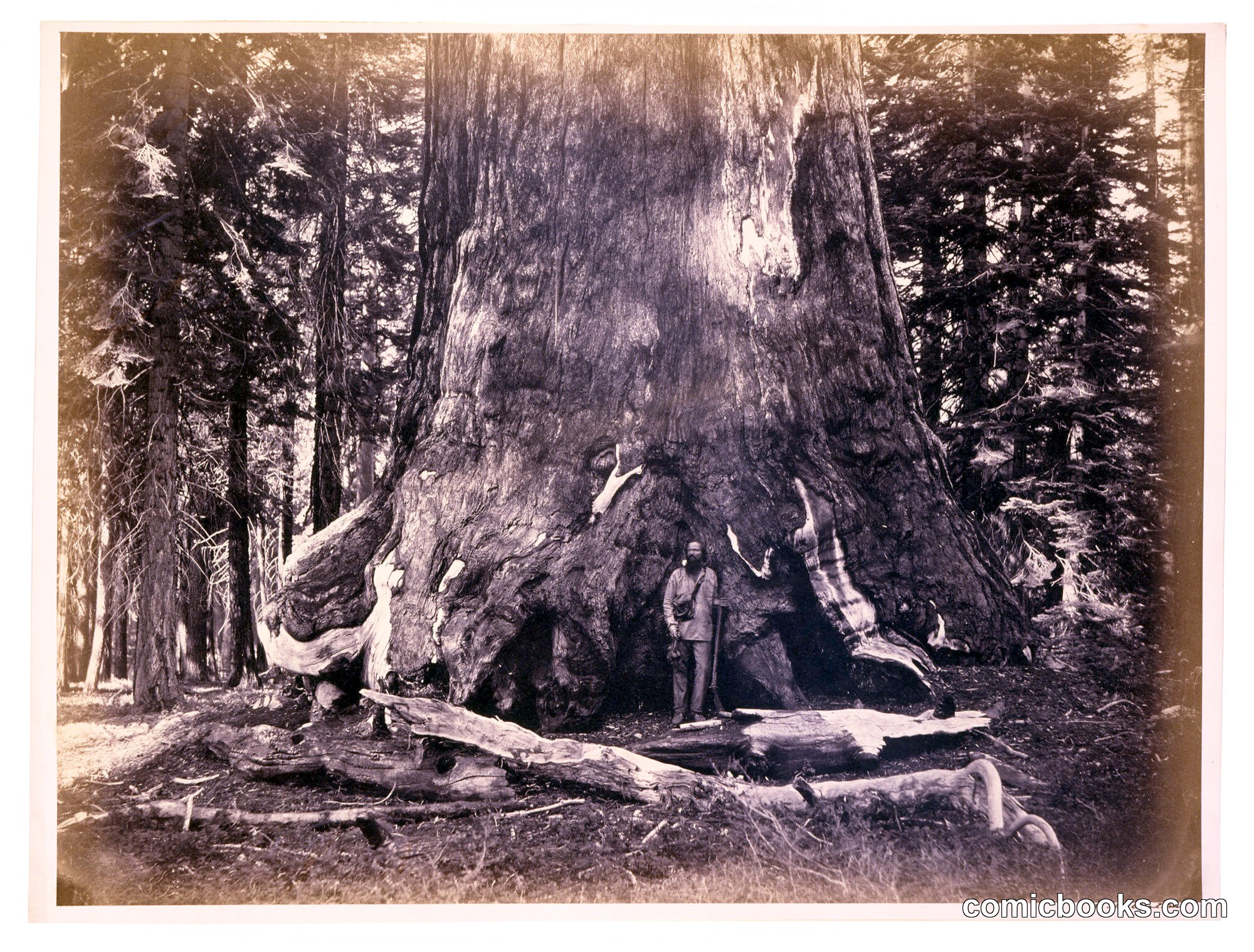 Mariposa Grove, Grizzly Giant, Yosemite
