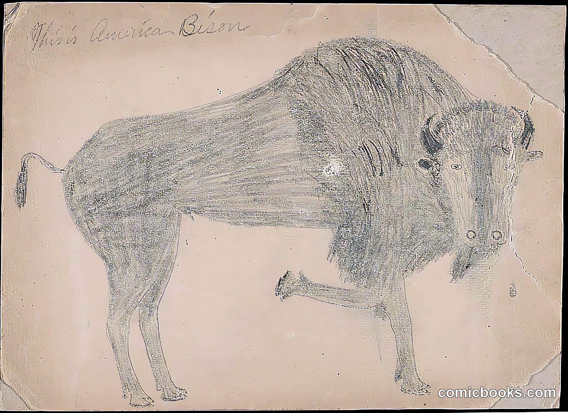 American Bison