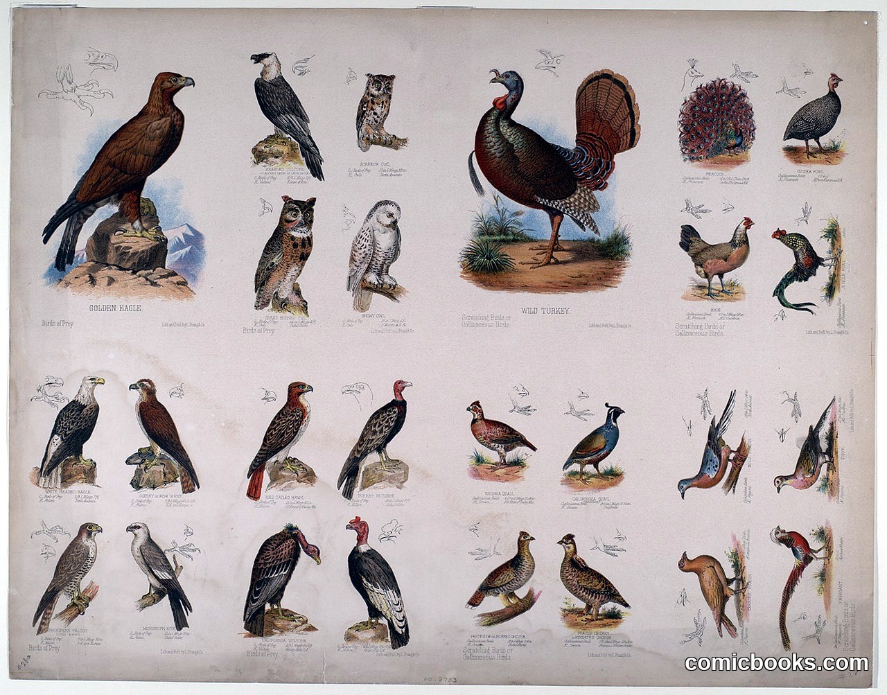 Birds of Prey and Gallinaceous Birds