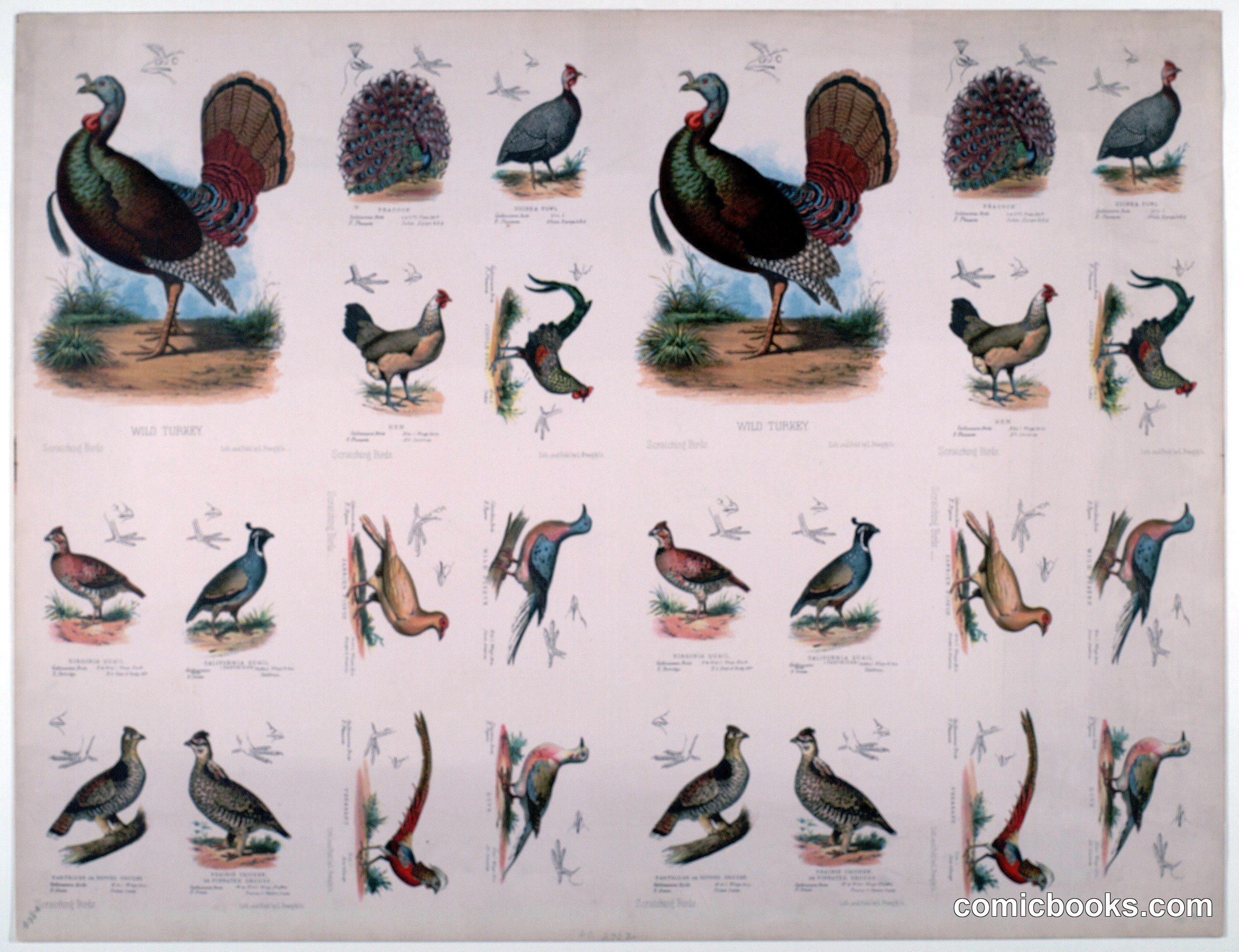 Scratching Birds