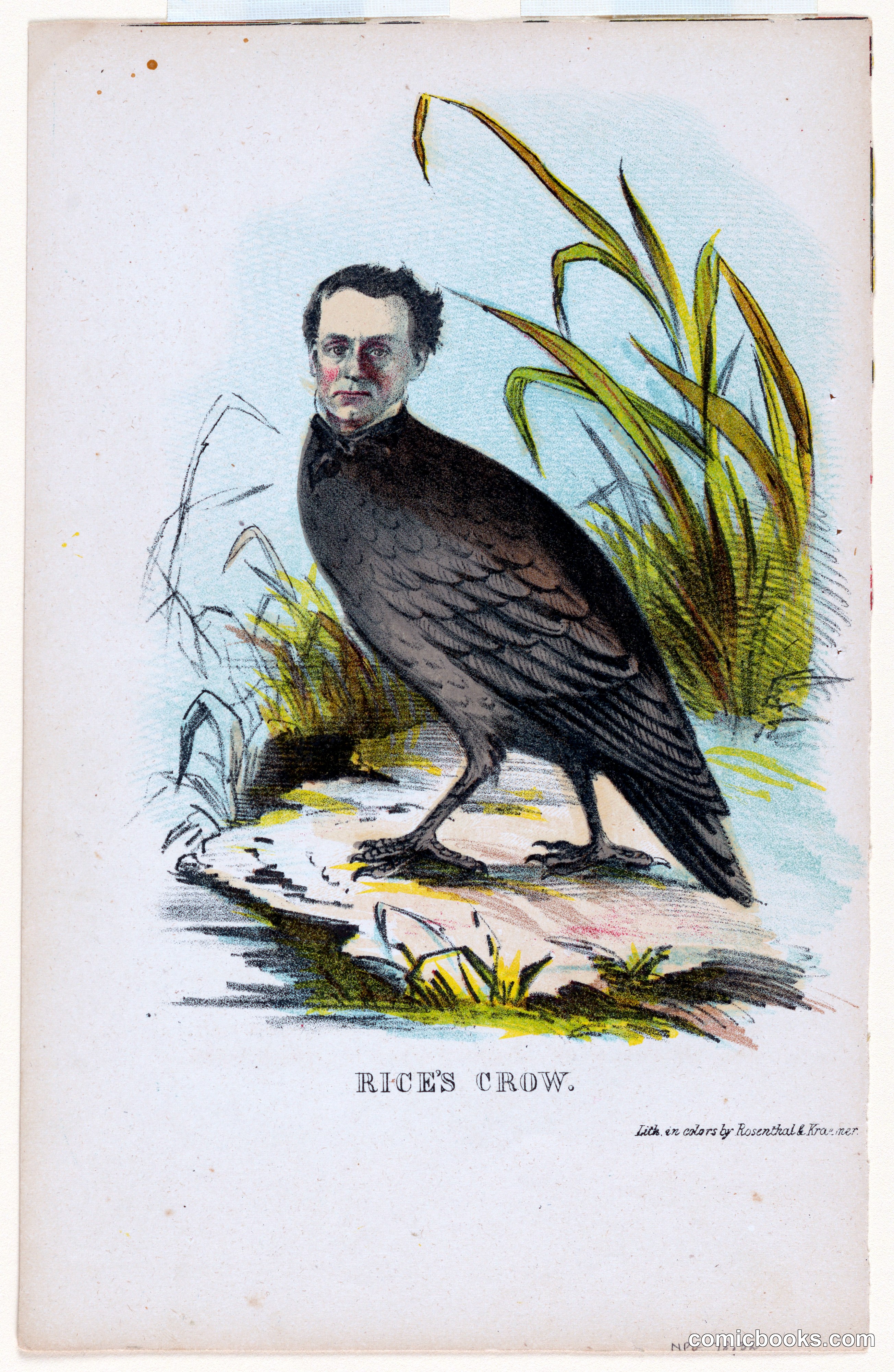 Rice's Crow