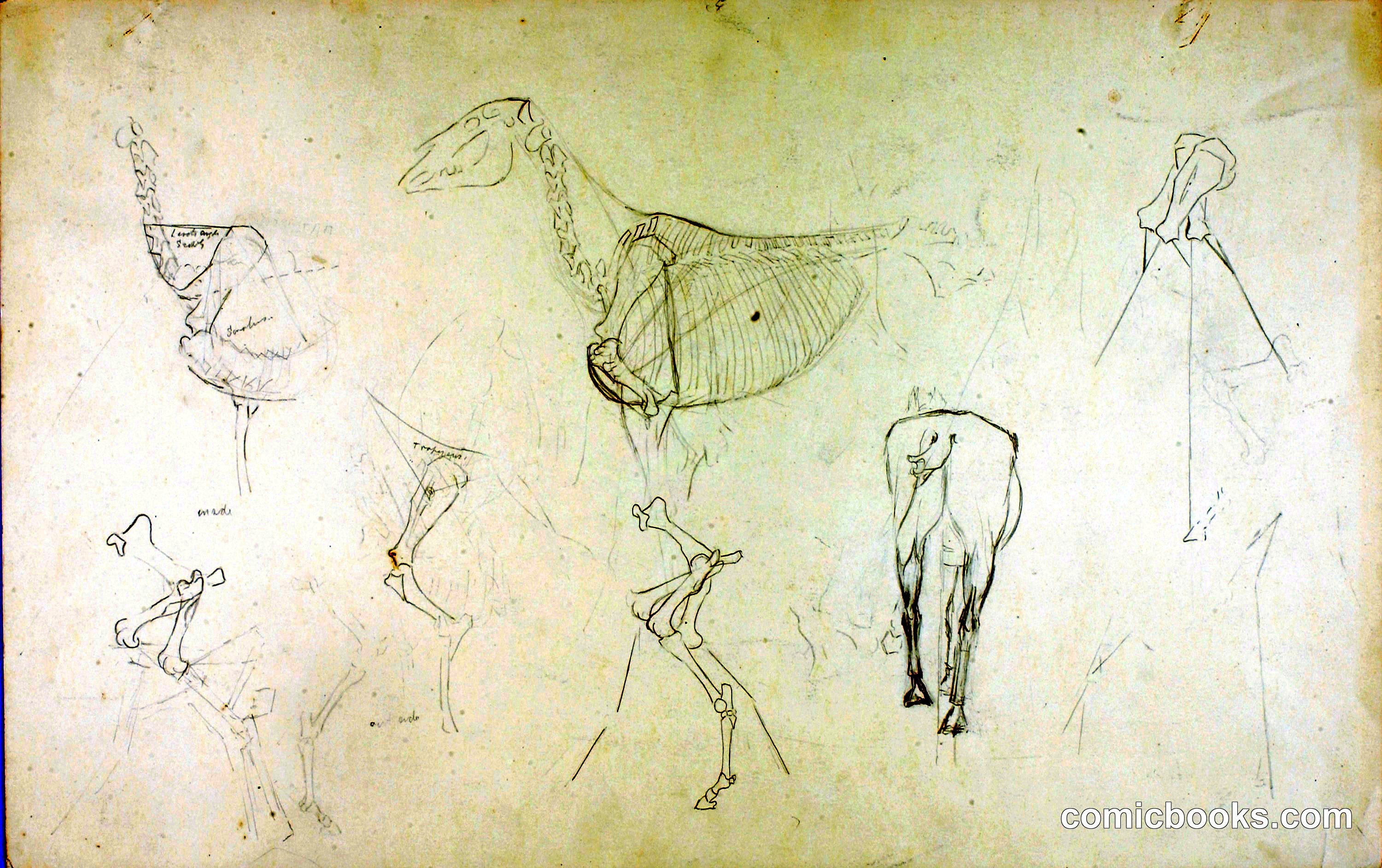 Horse's Anatomy
