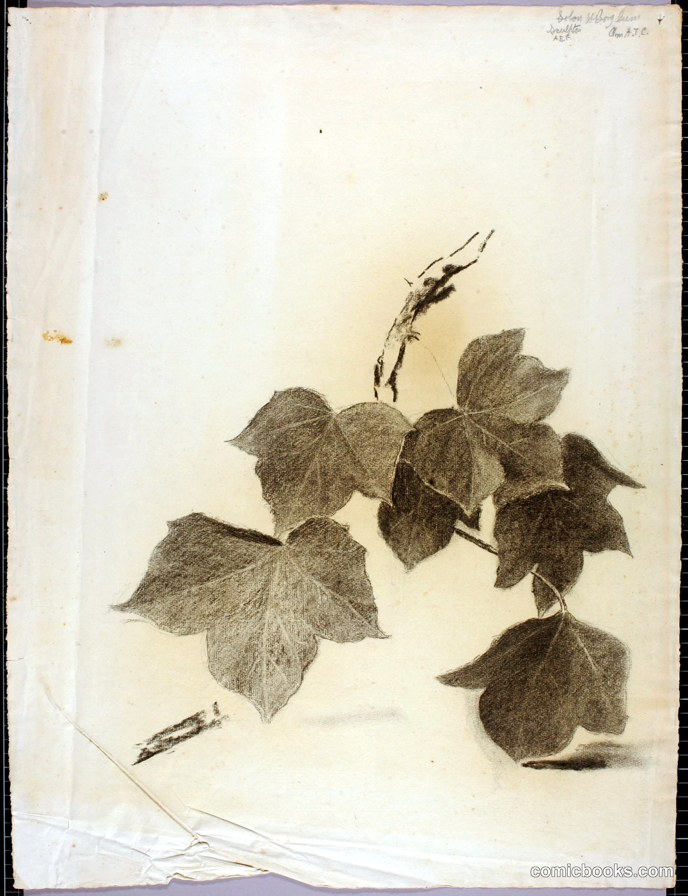 Leaves