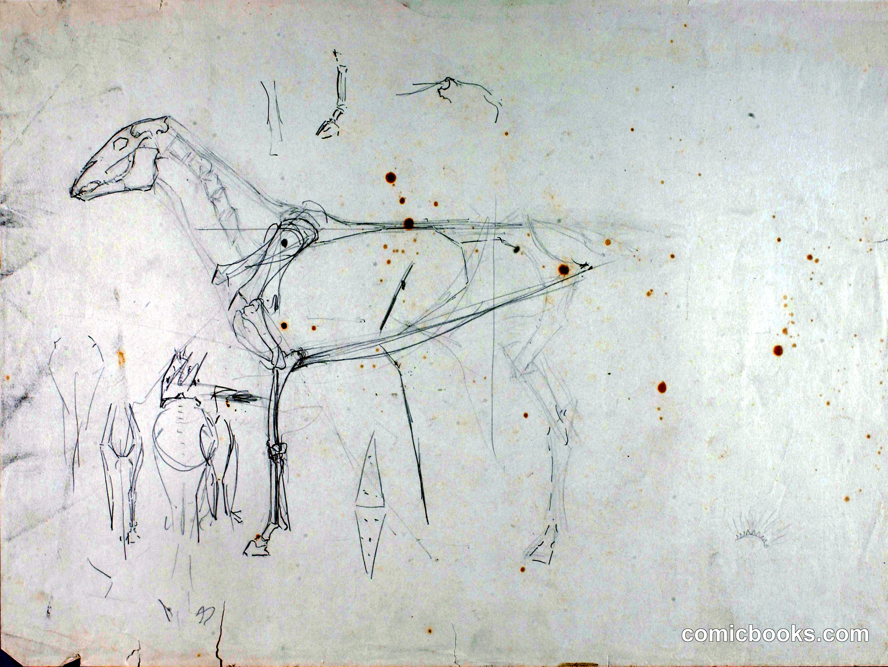 Horse Study