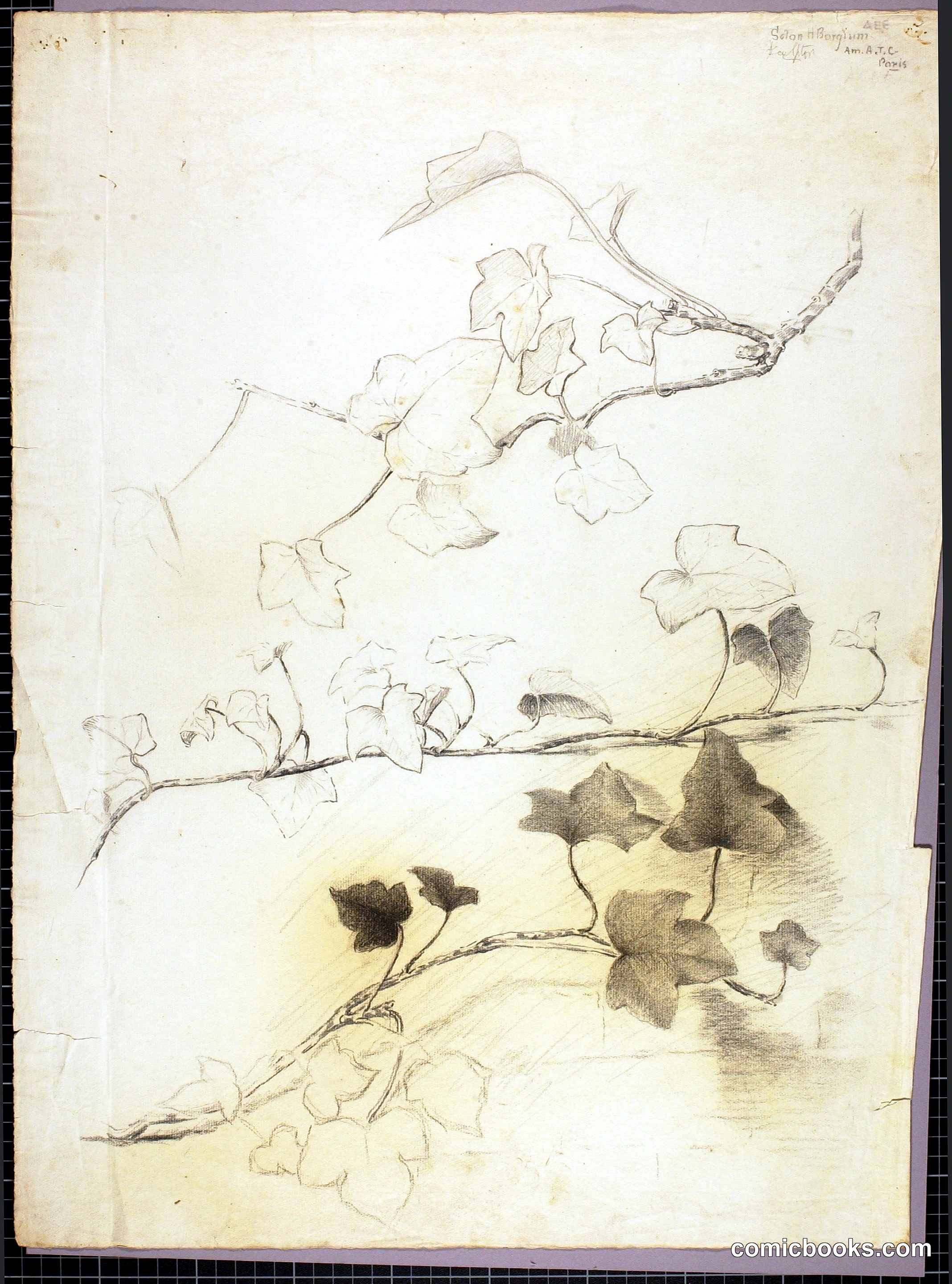 Botanical Study Sheets