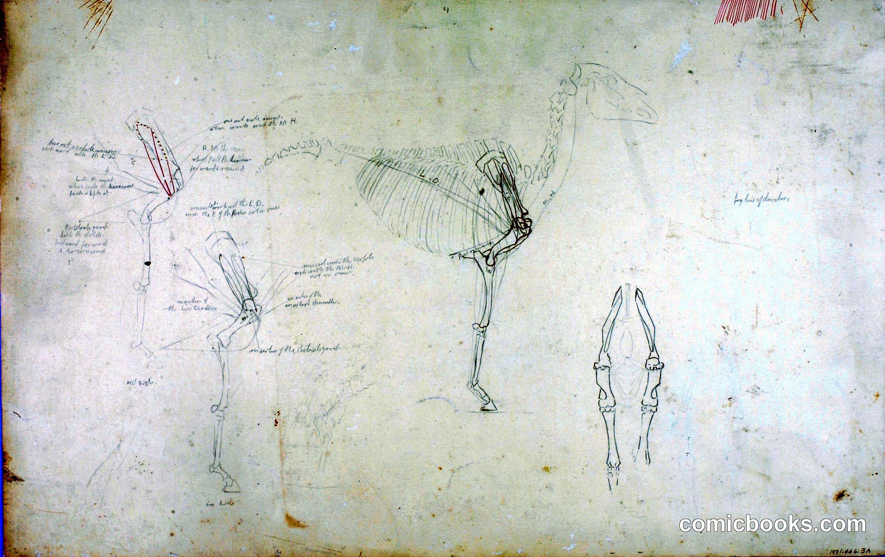 Horse Anatomy Studies