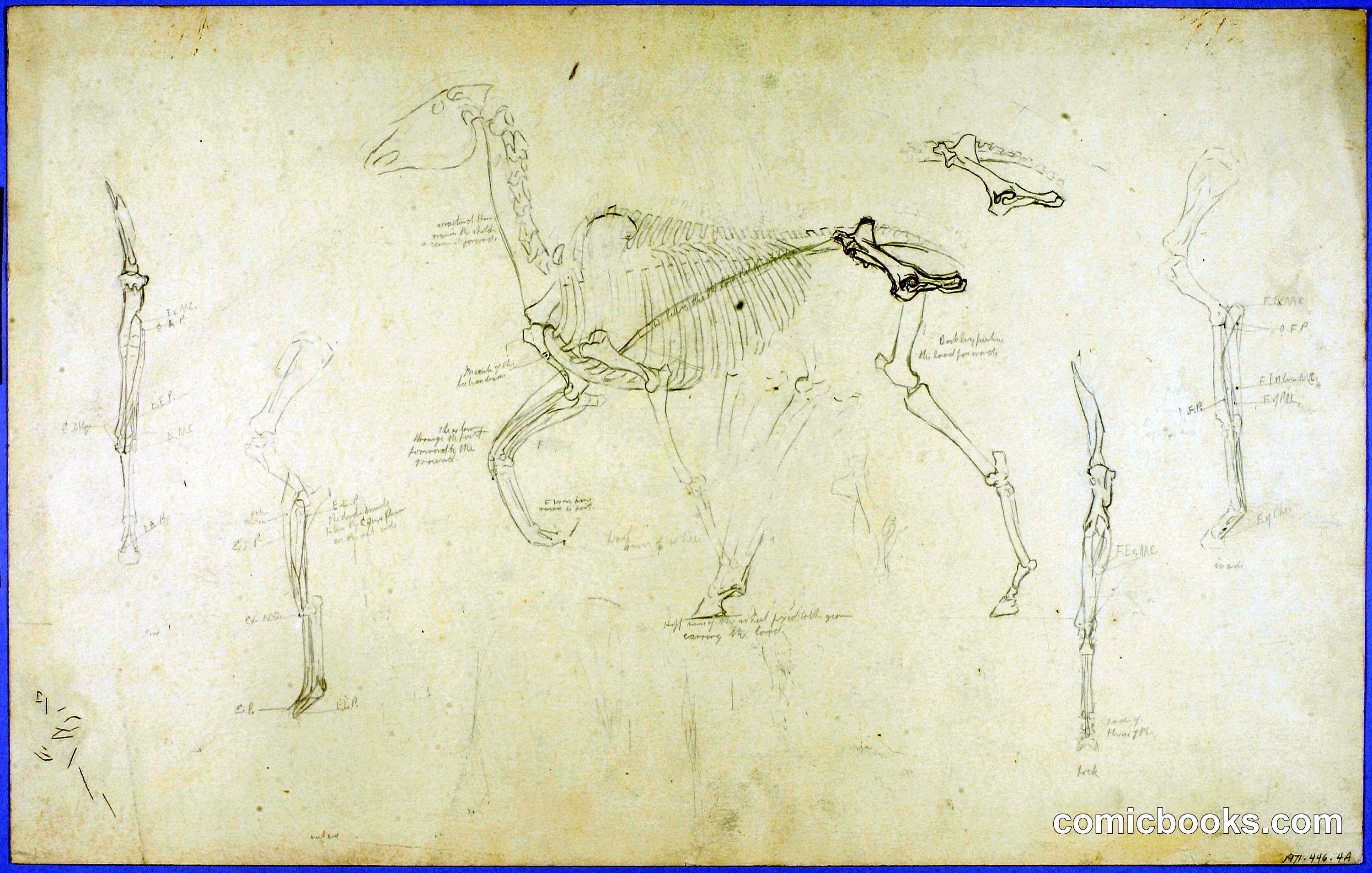 Anatomical Studies: Horse and Human Skeletal Systems