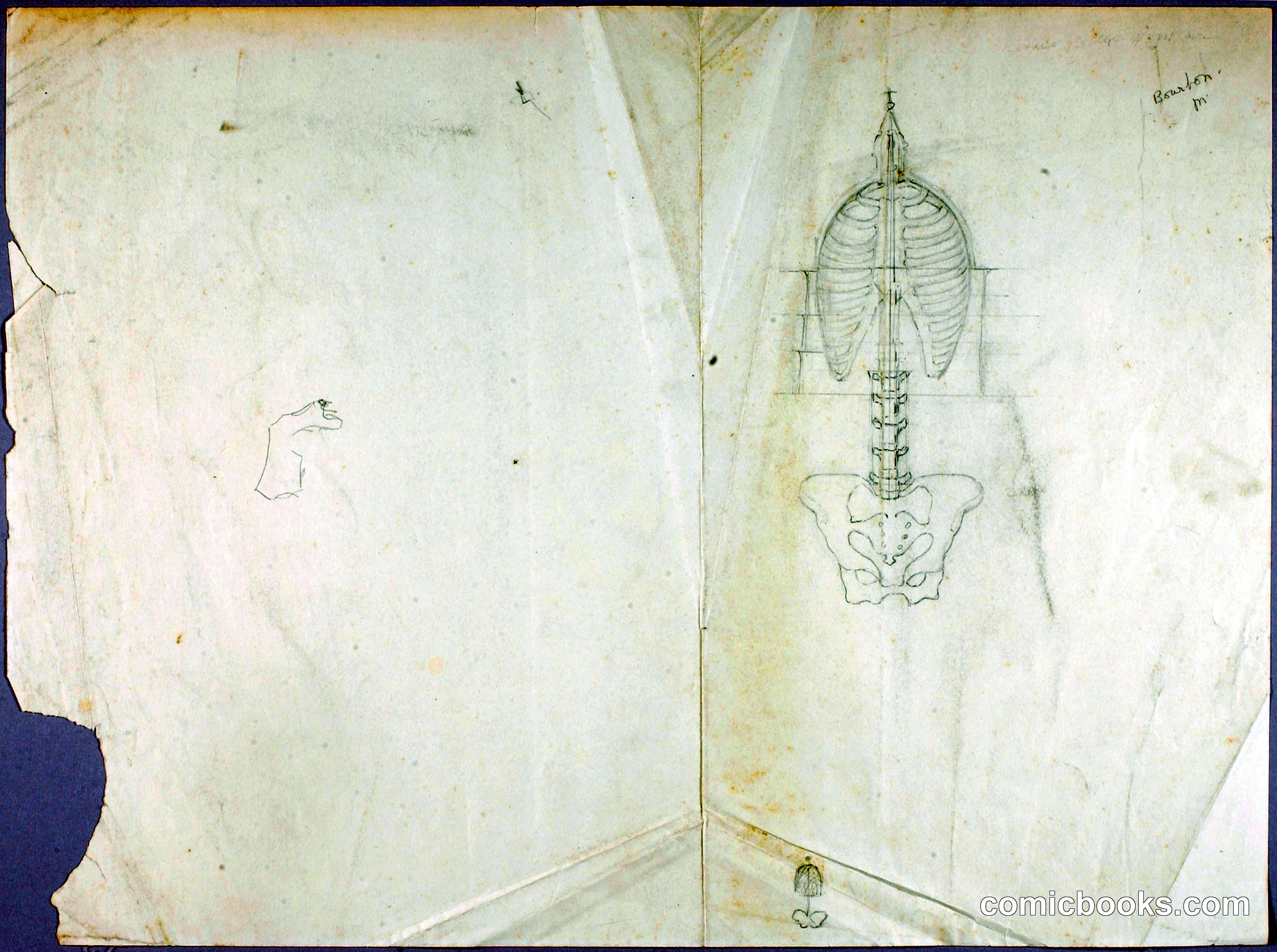 Human Anatomy Study