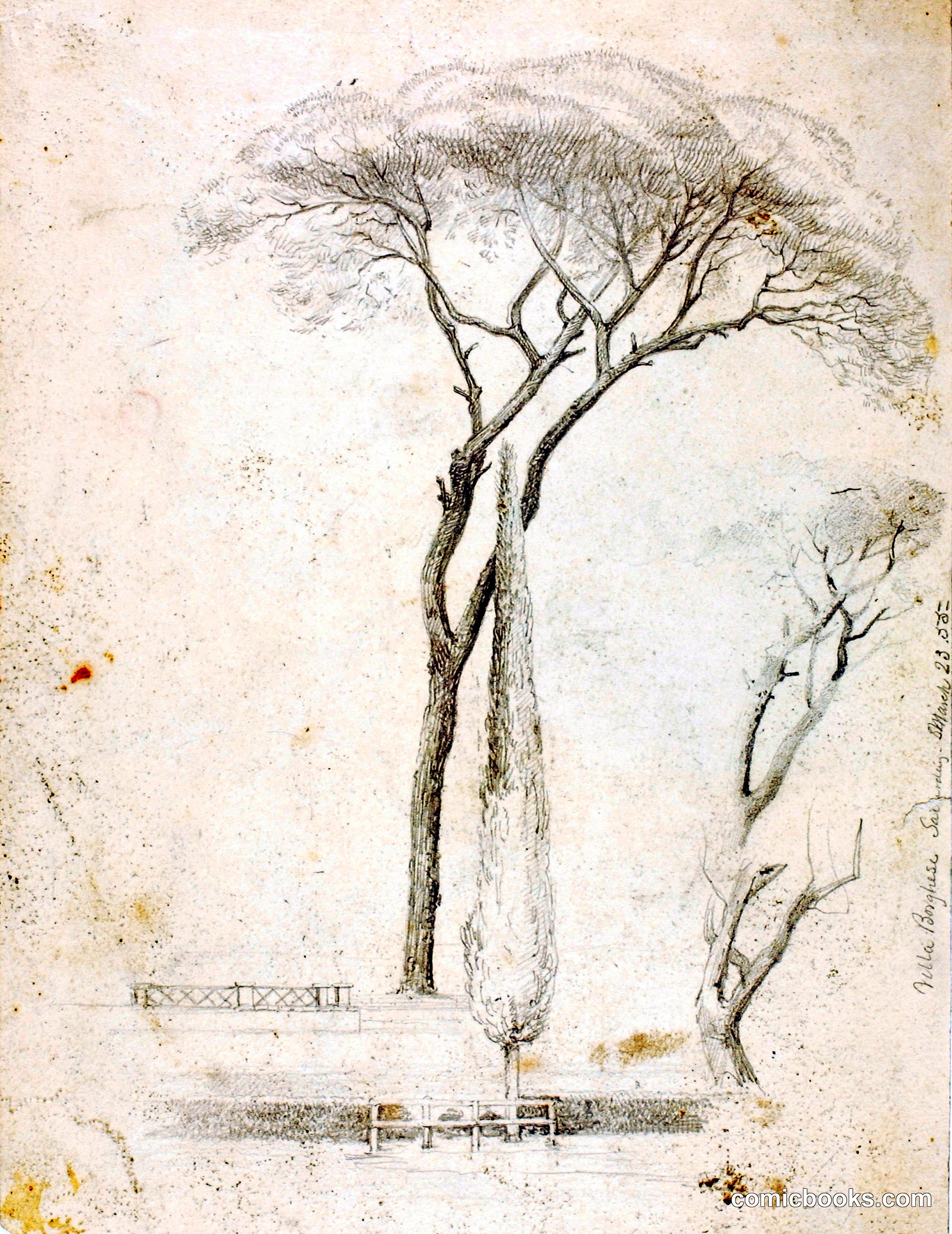 Tree Study