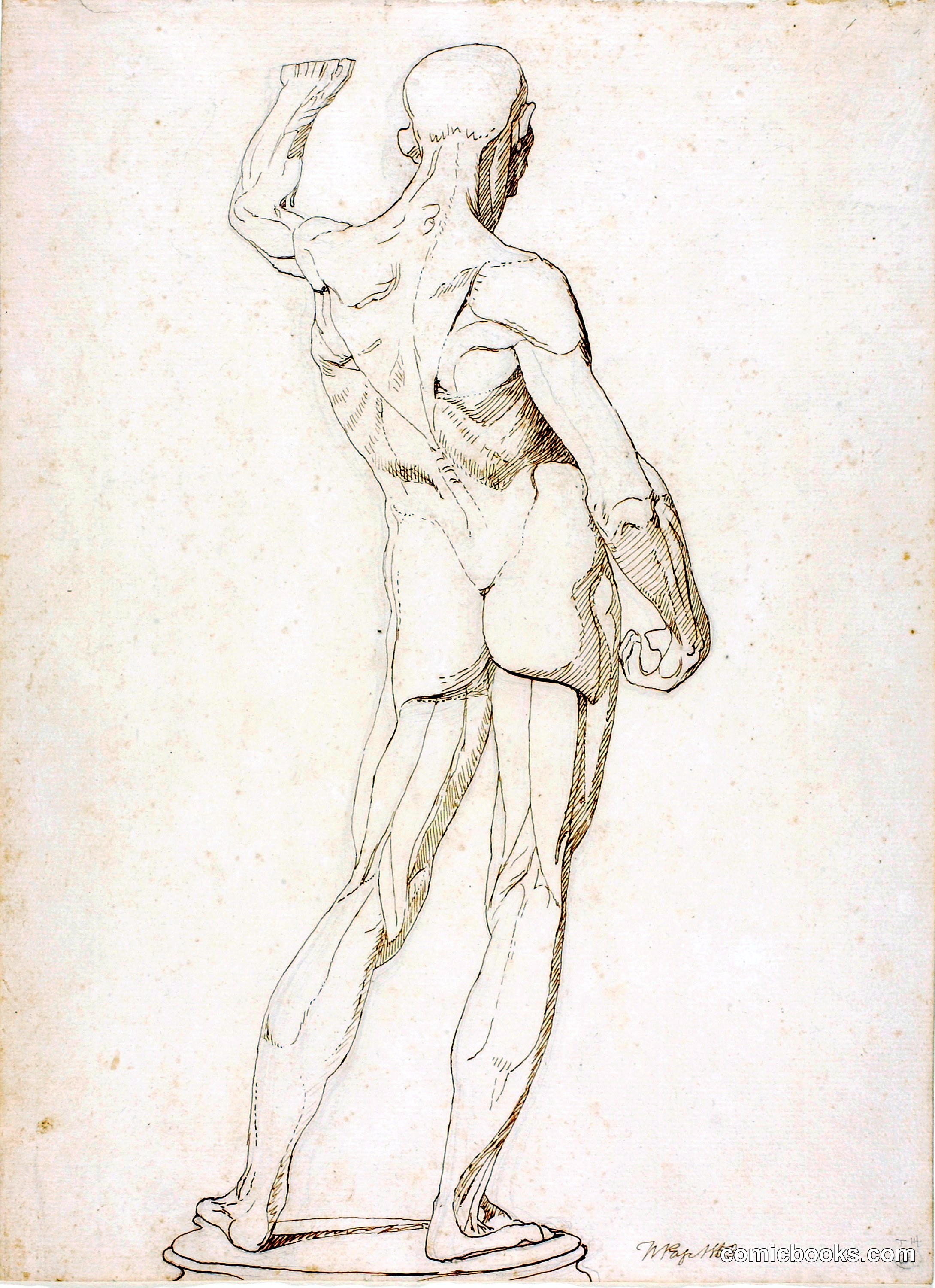 An Écorché, Rear View