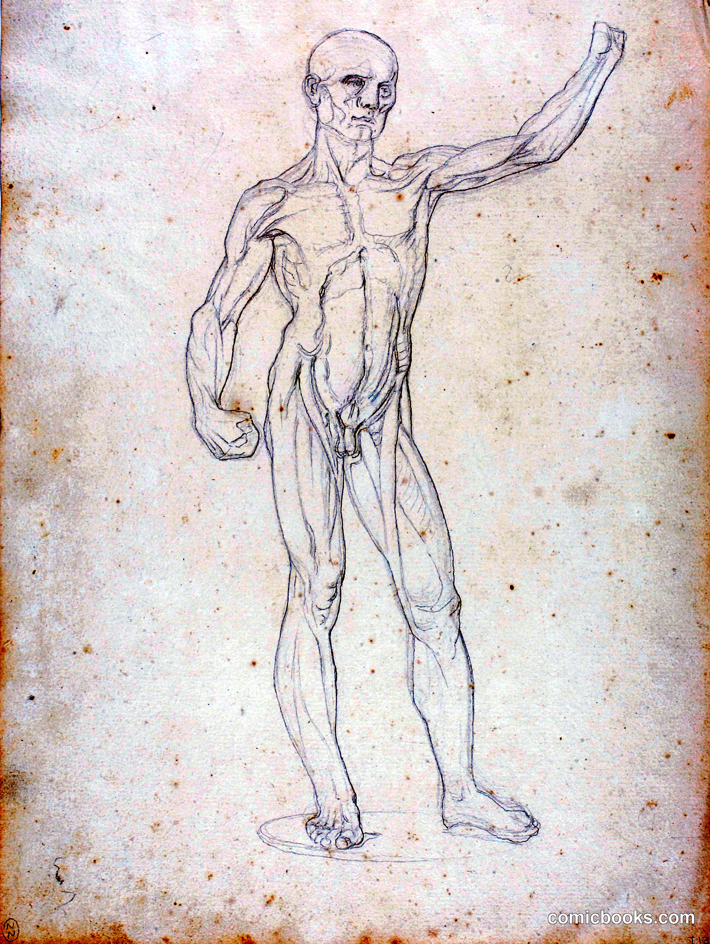 Anatomical Study (Écorché)
