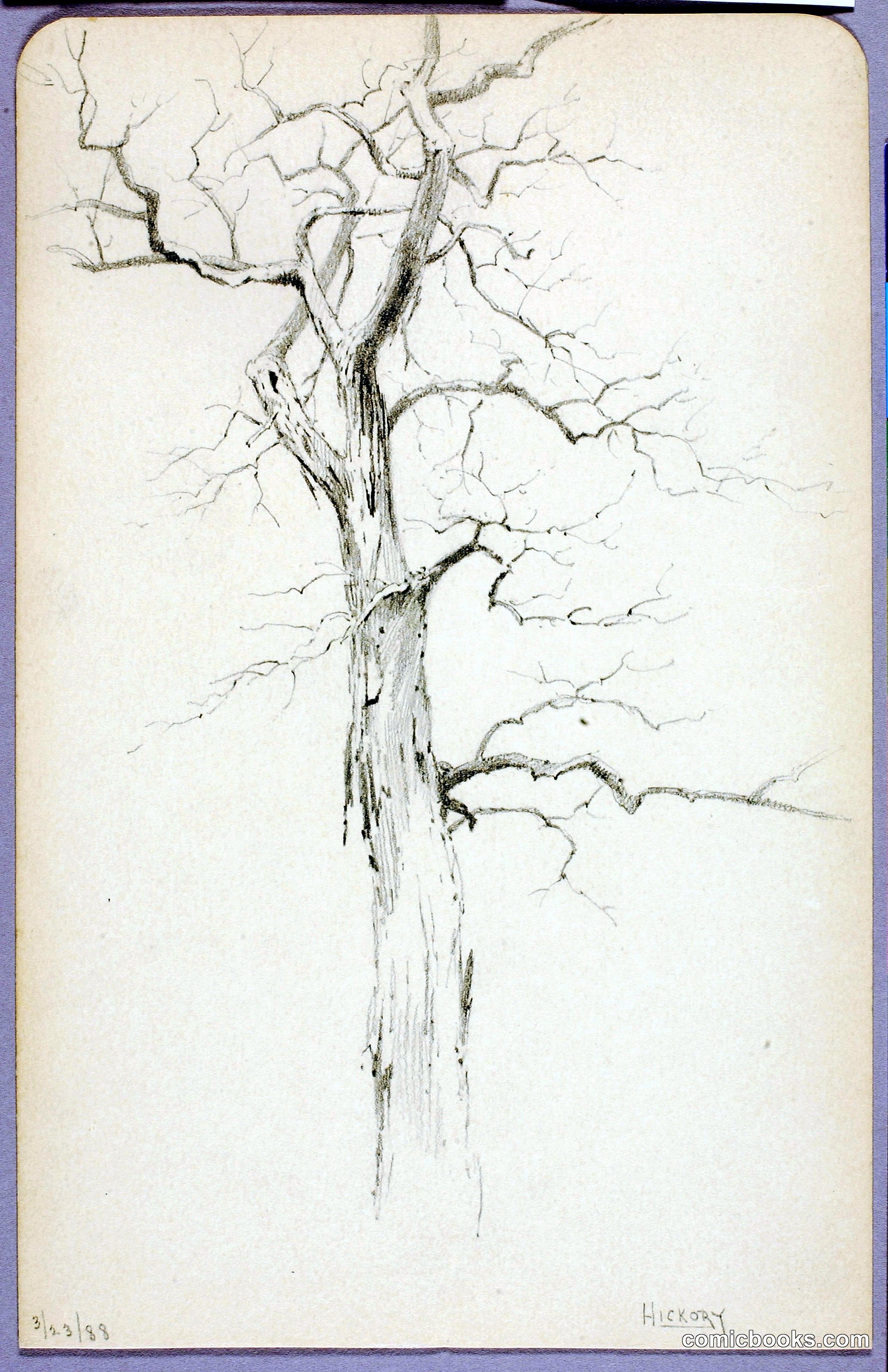 Hickory