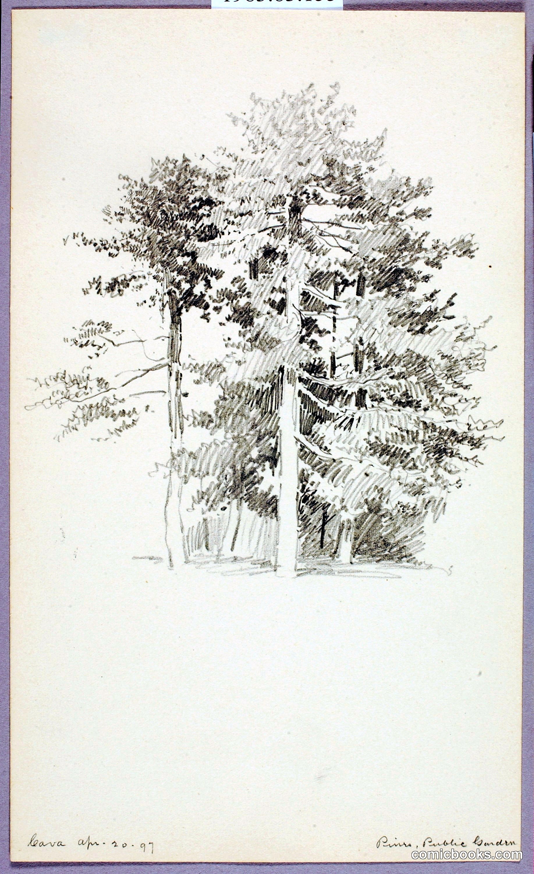 Pines, Public Garden