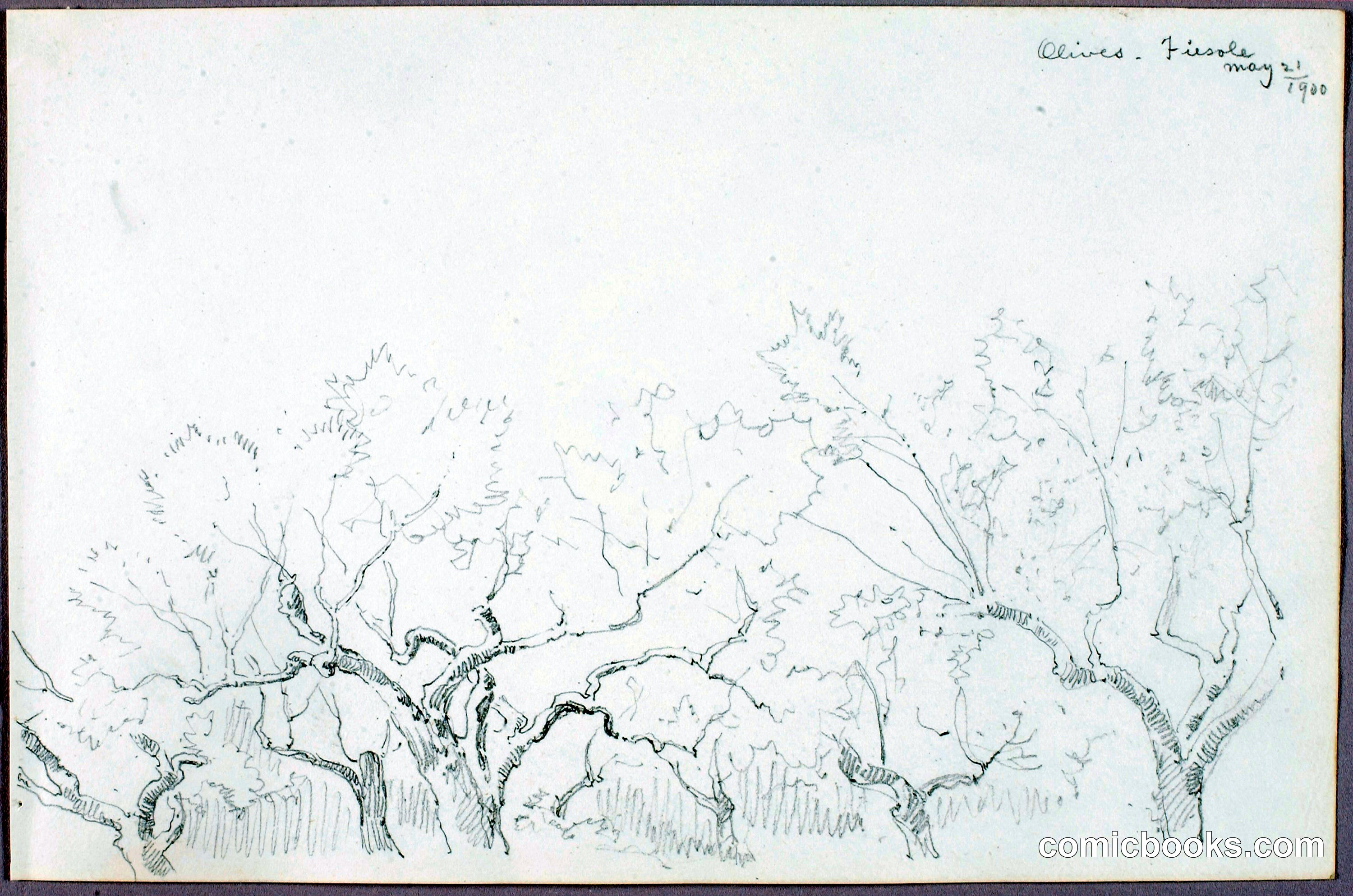 Olives, Fiesole