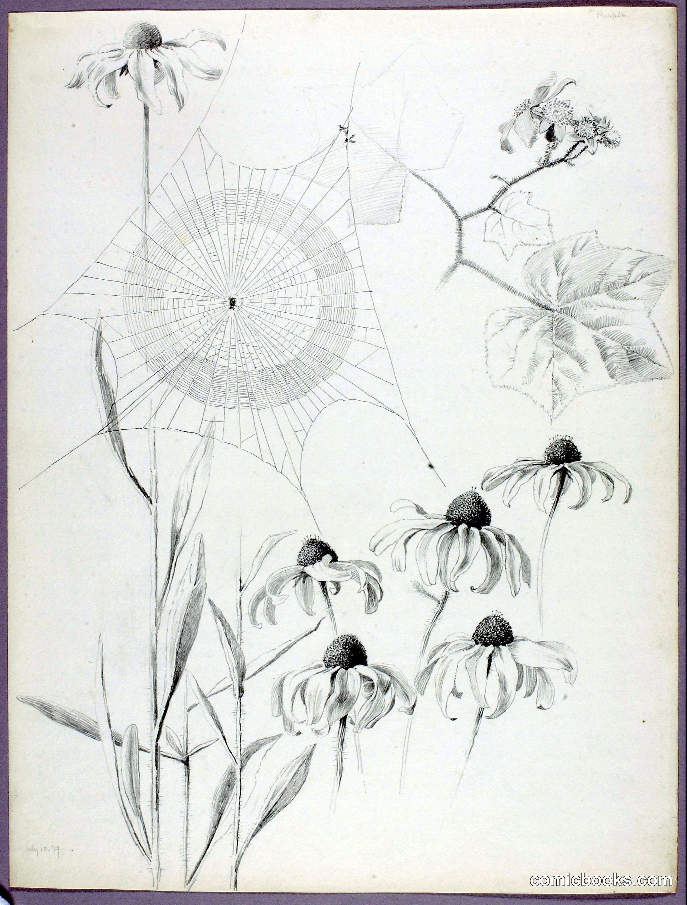 Untitled (Spiderweb and Daisies)