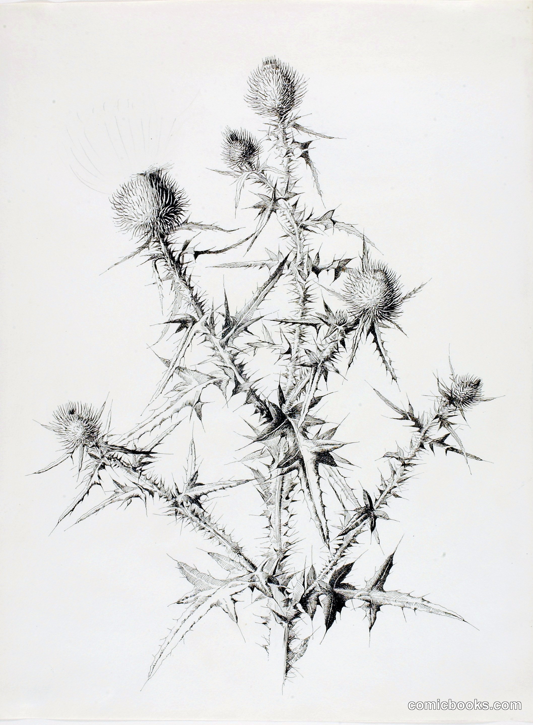 Untitled (Thistle)
