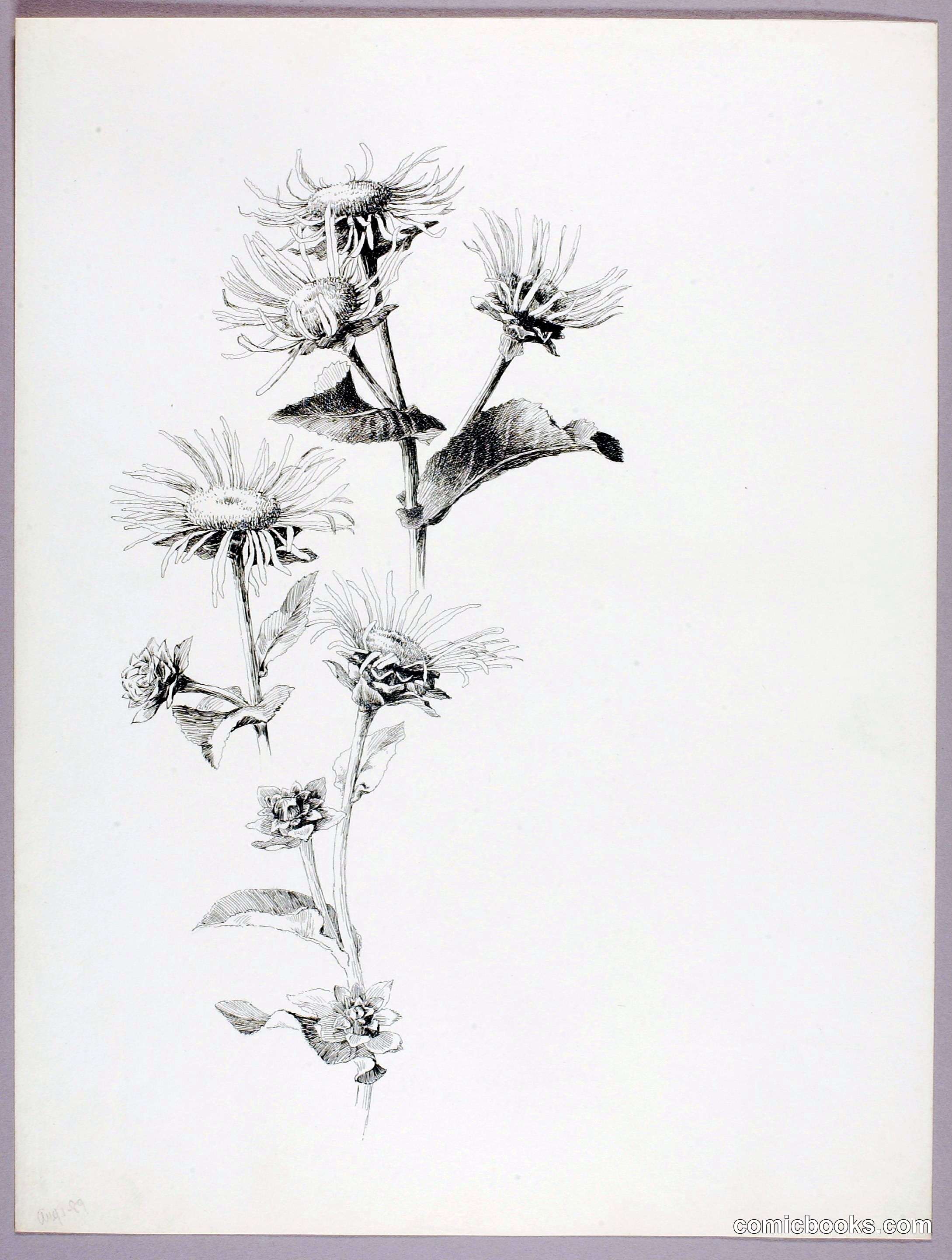 Untitled (Daisies)