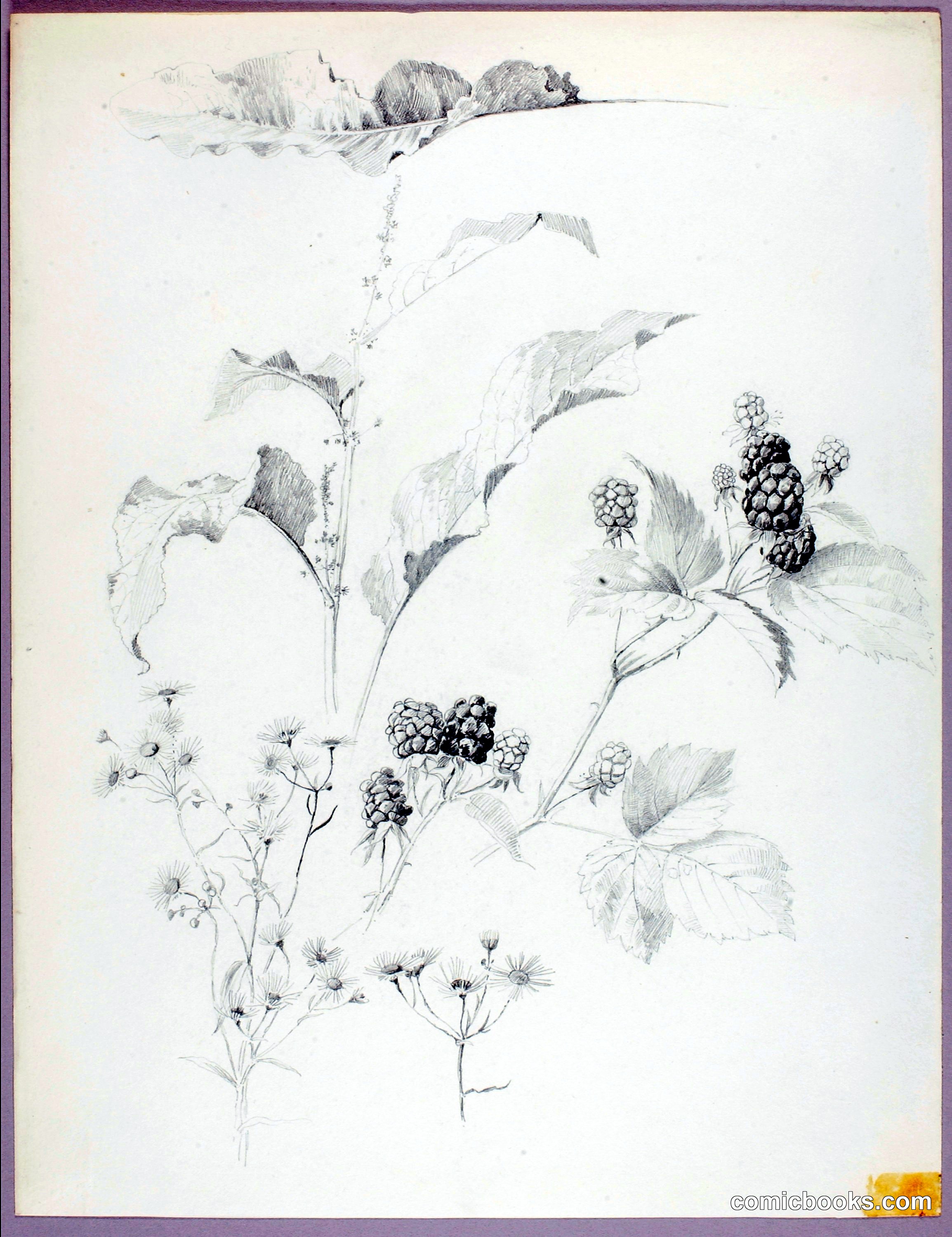 Untitled (Daisies and Blackberries)