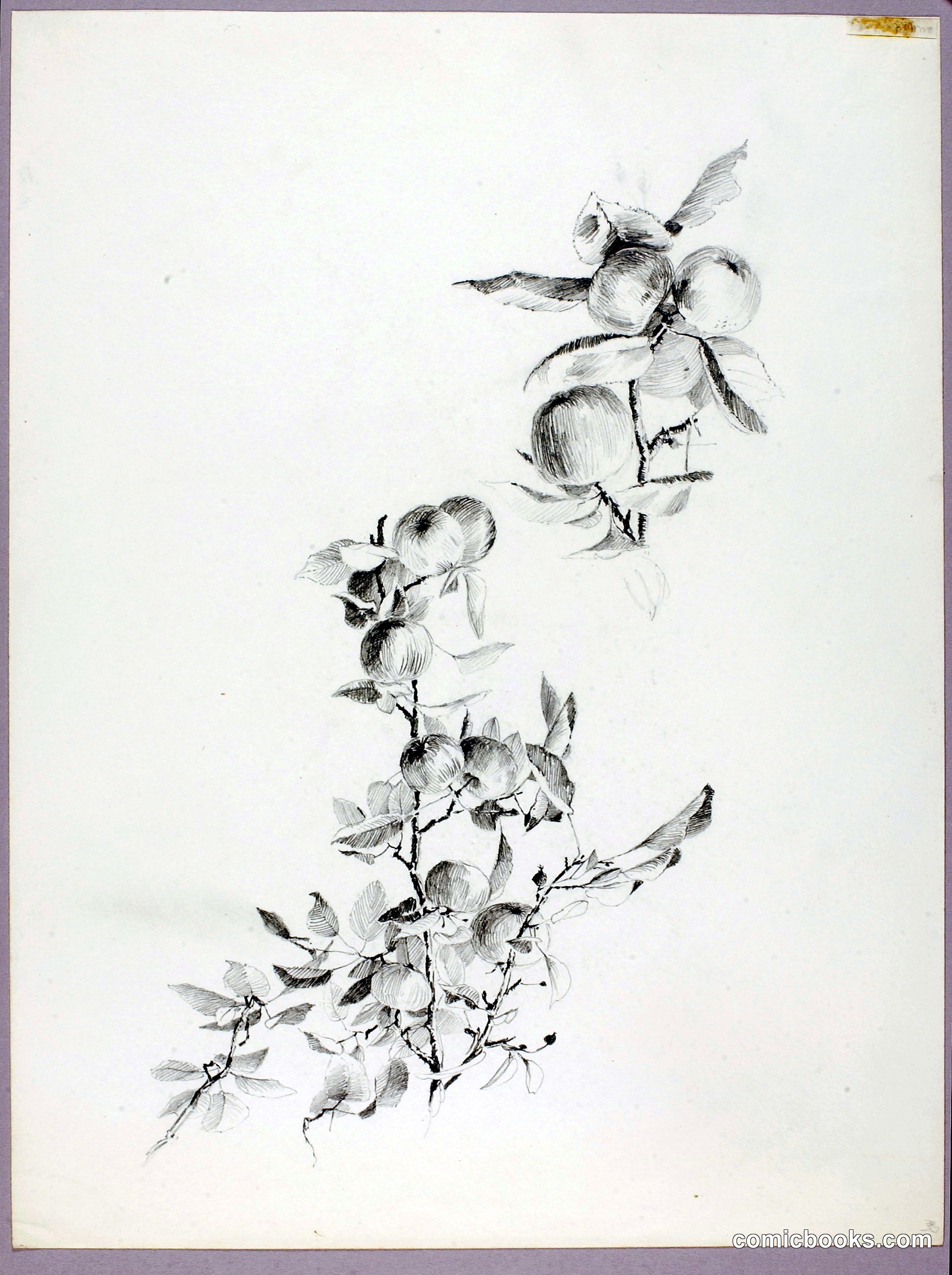 Untitled (Branches of Apple Tree)