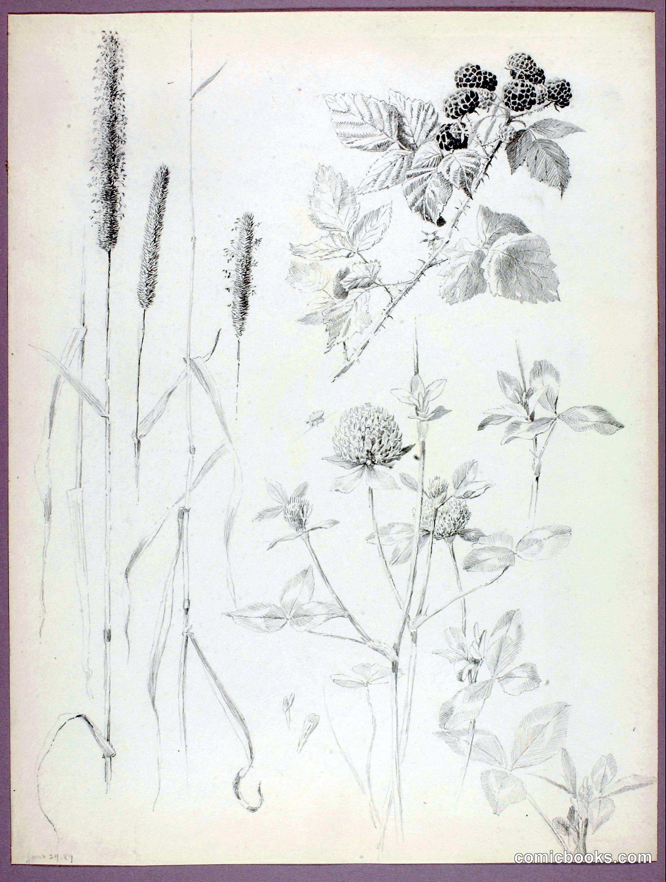 Untitled (Cattails, Clover, and Blackberries)