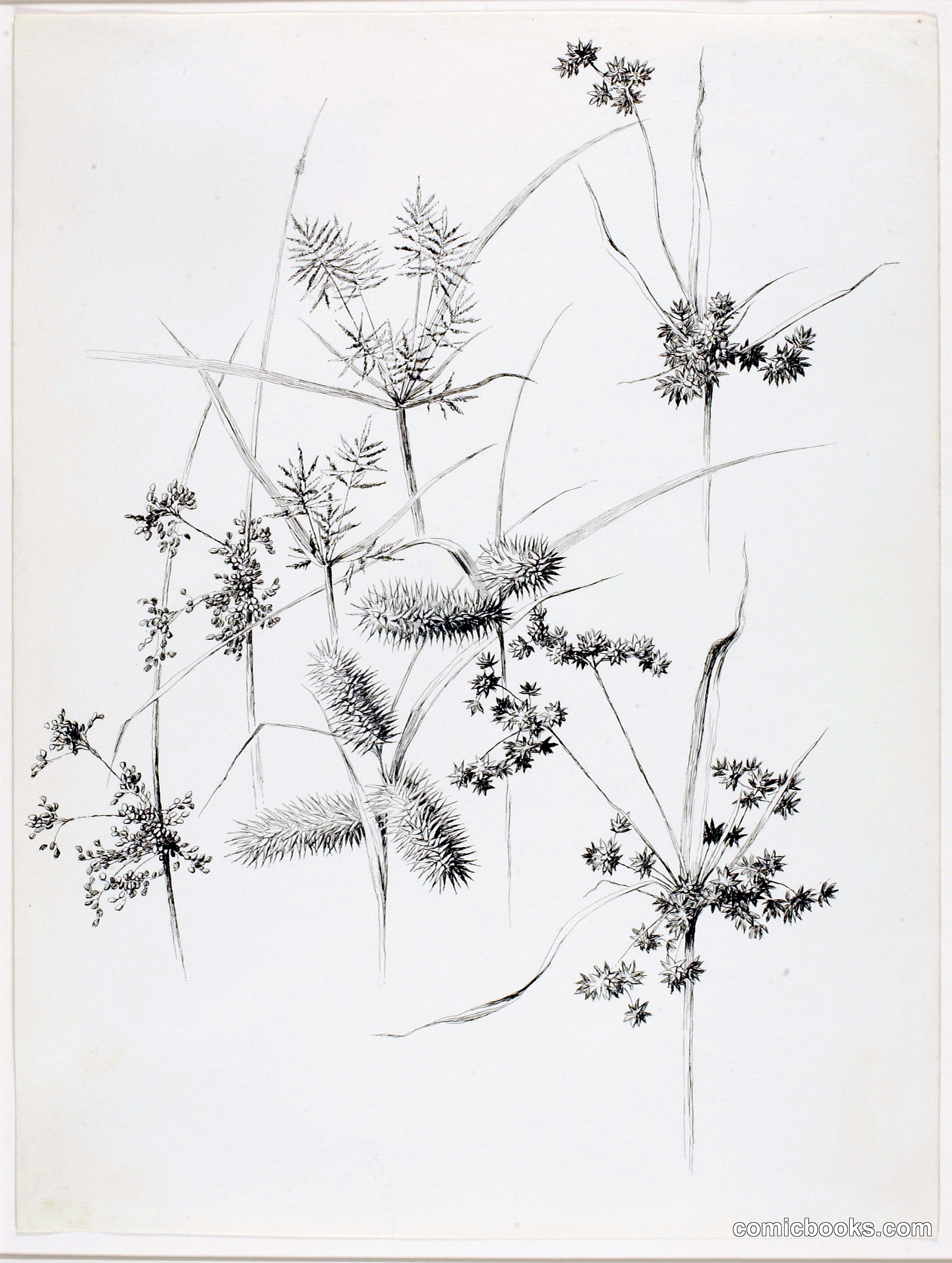 Untitled (Sedge Grasses)