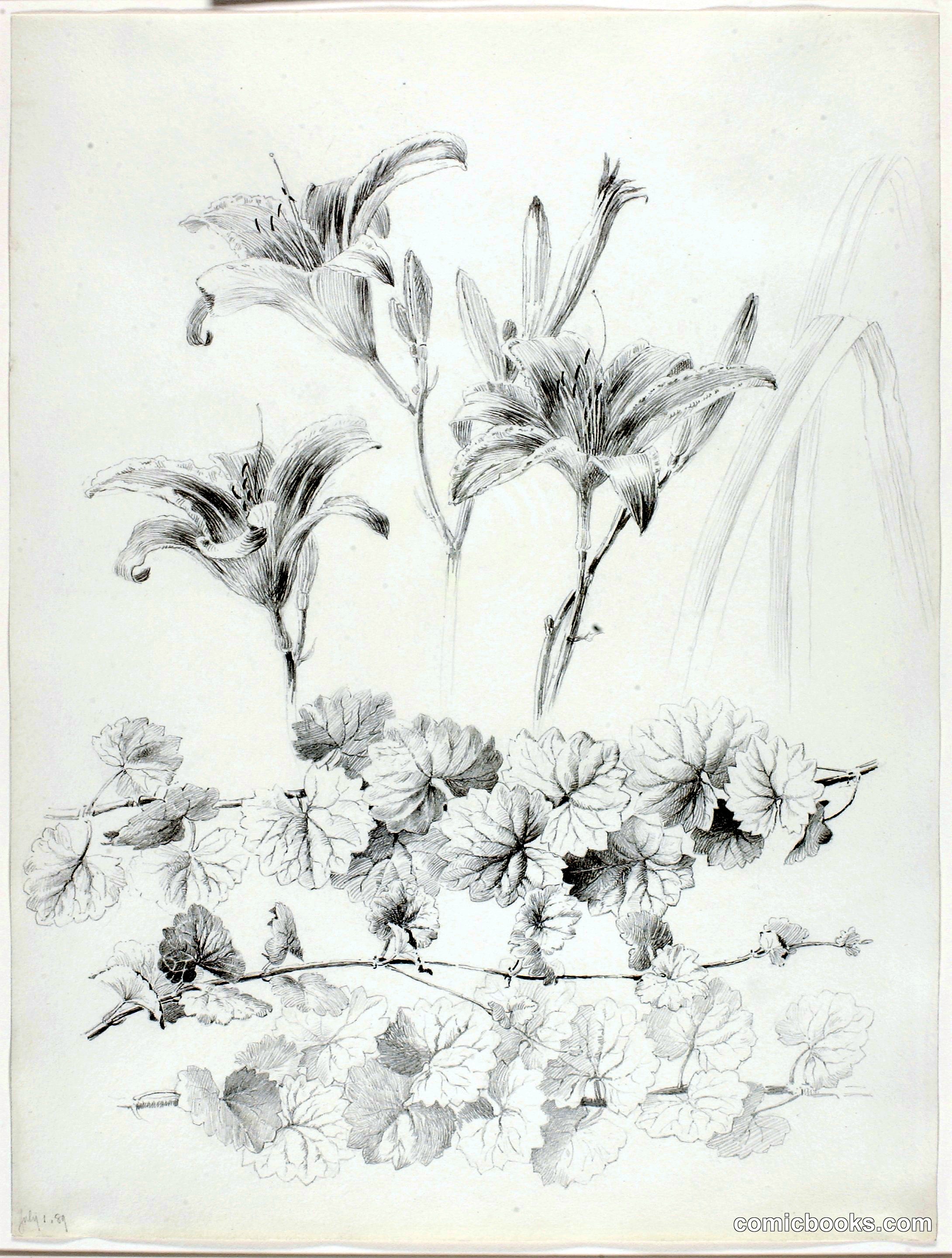 Untitled (Lilies and Ground-Ivy)