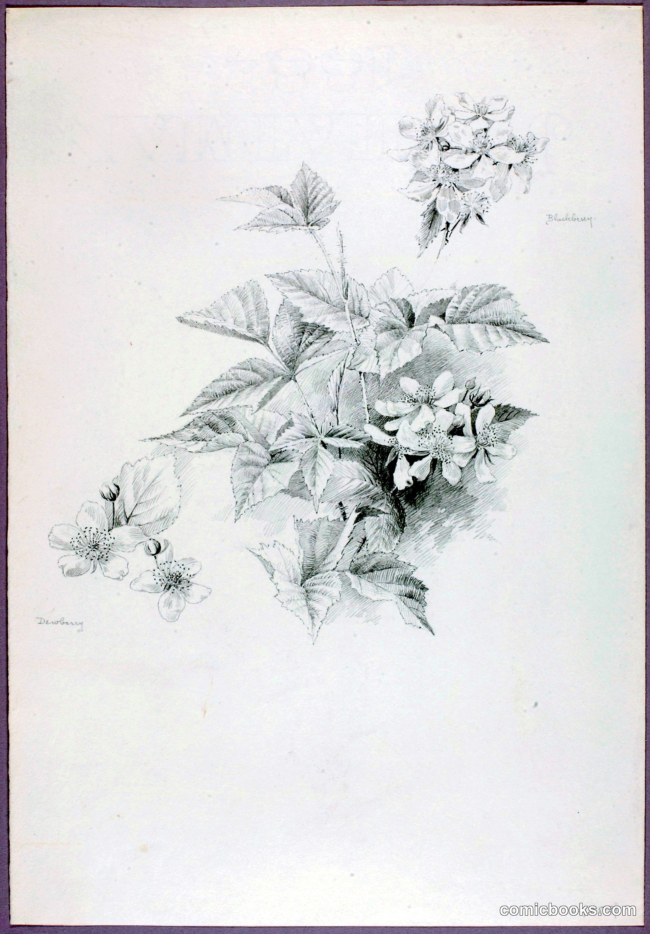 Untitled (Dewberry and Blackberry)