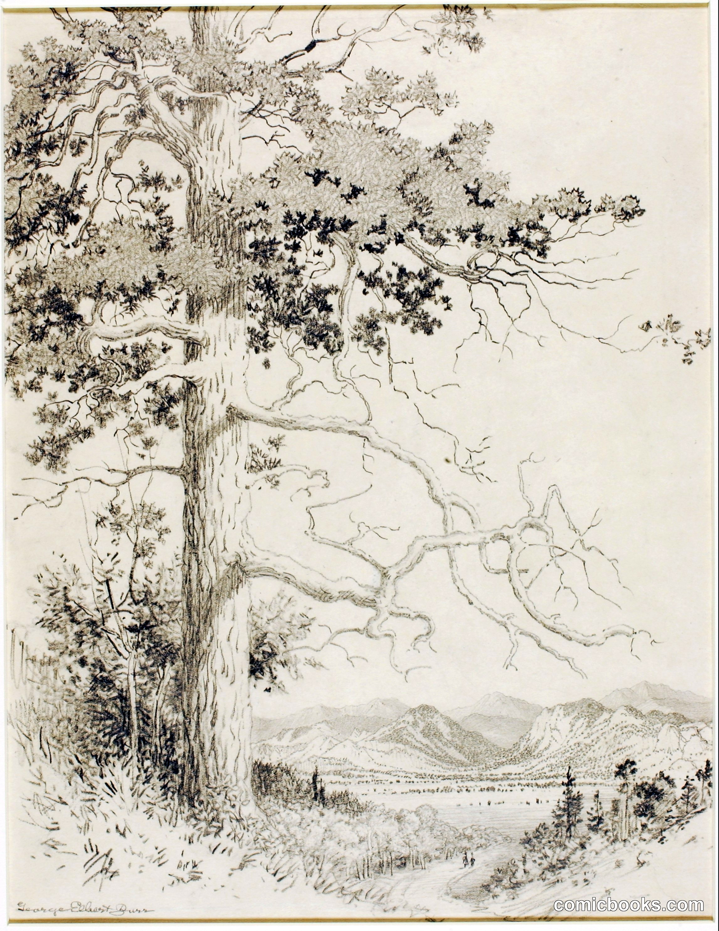 Untitled (Transfer Drawing for Old Pine, Estes Park)