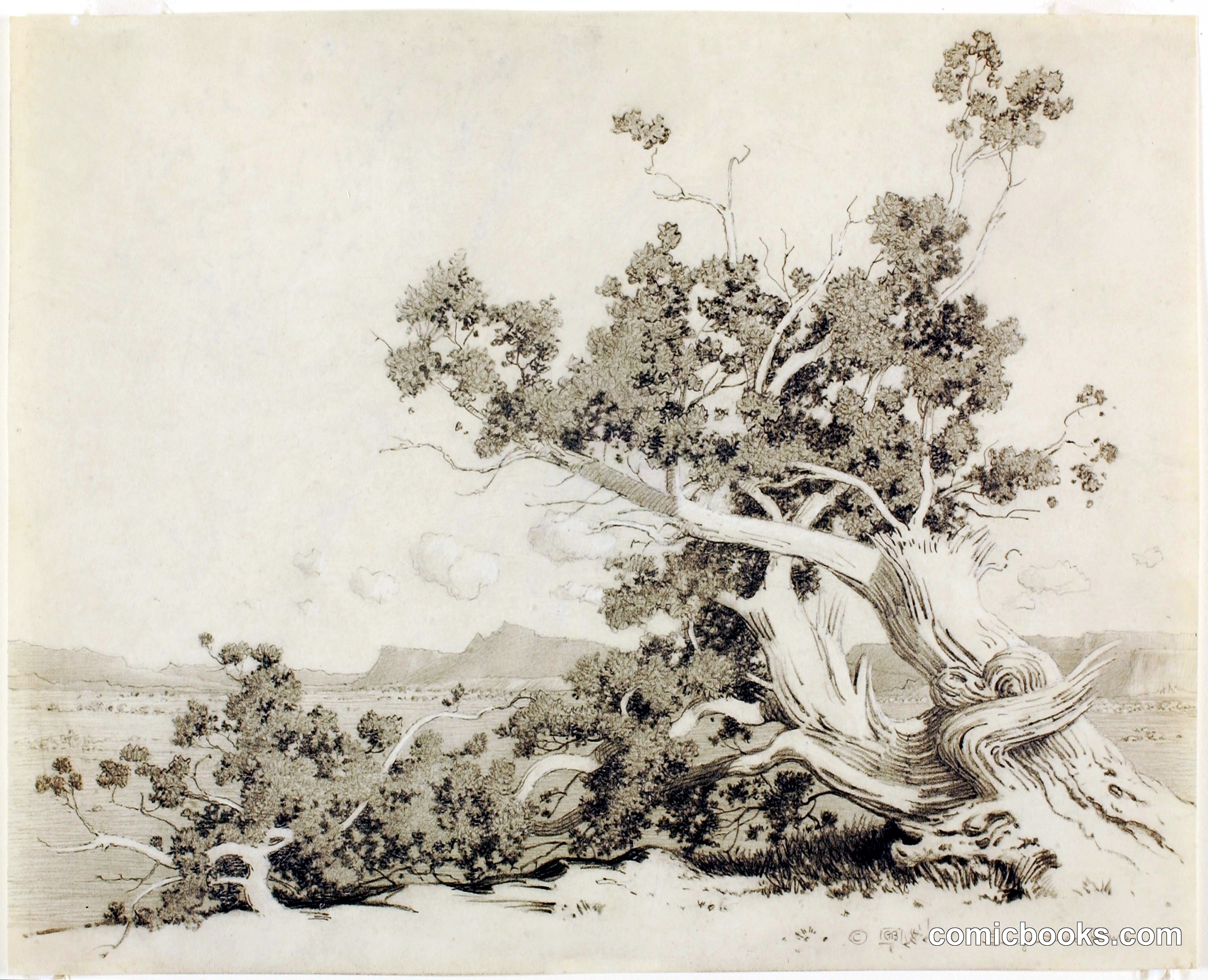 Untitled (Study for Old Cedars, New Mexico)