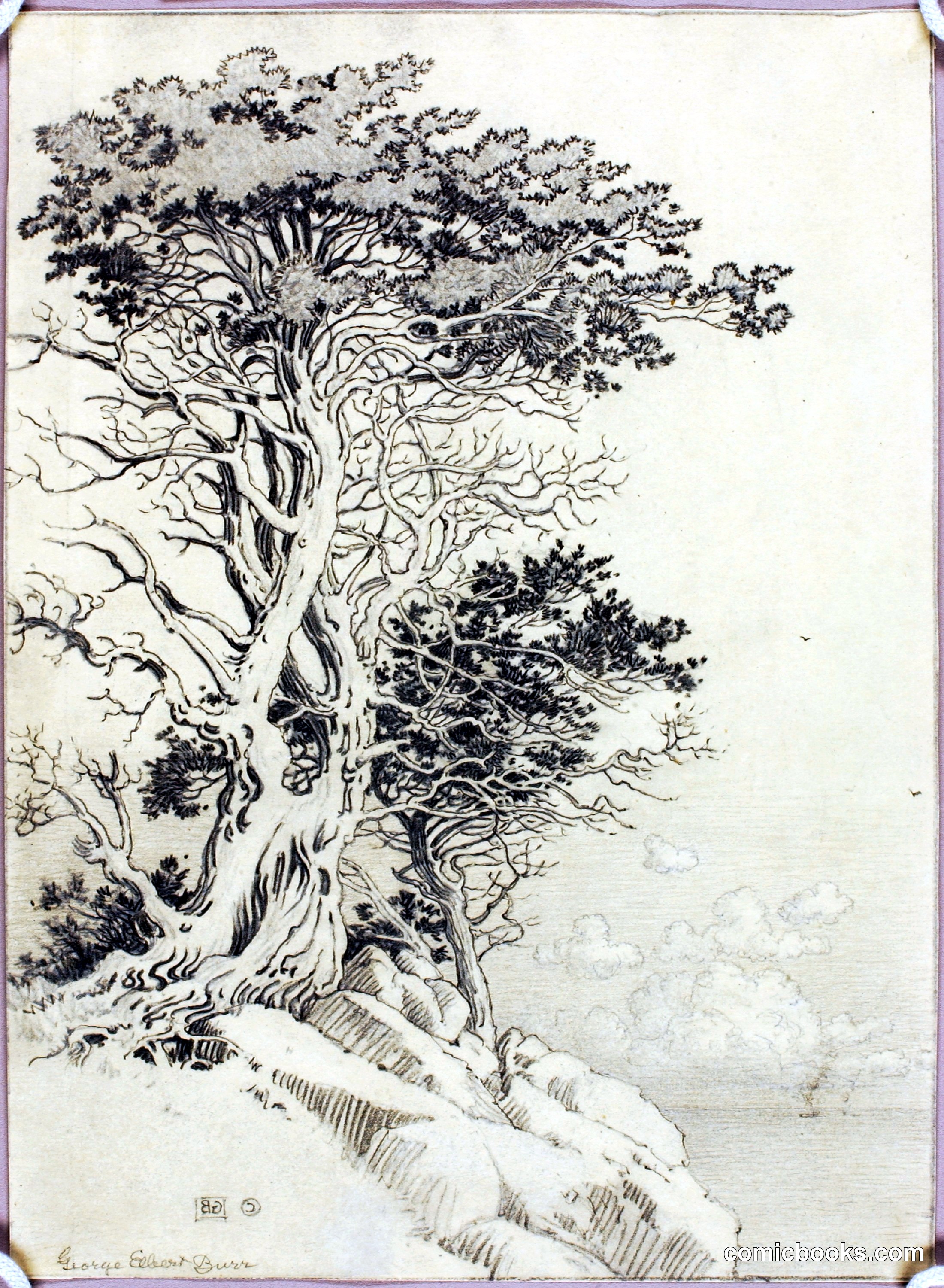 Untitled (Tree Study)