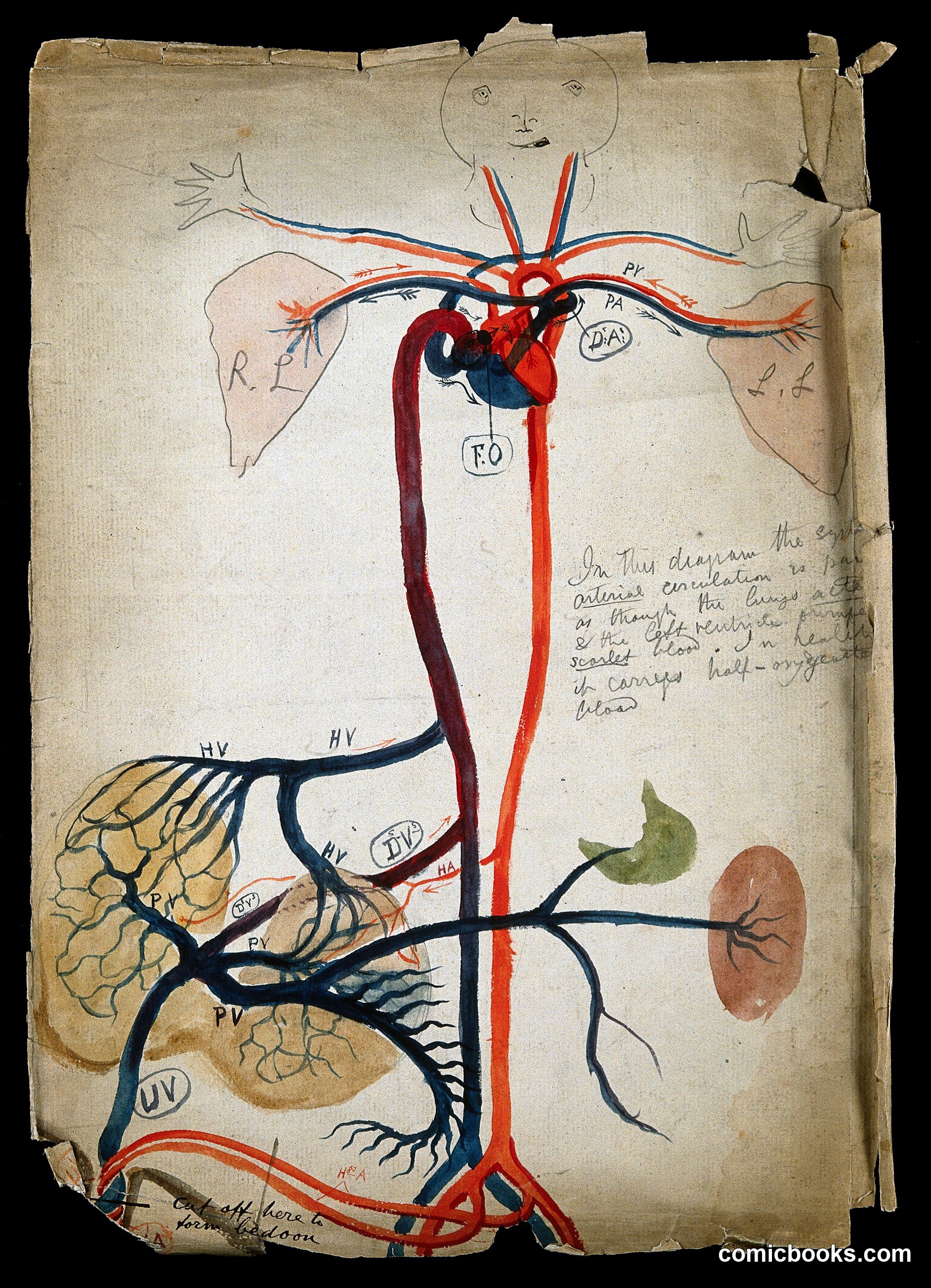 The Circulatory System