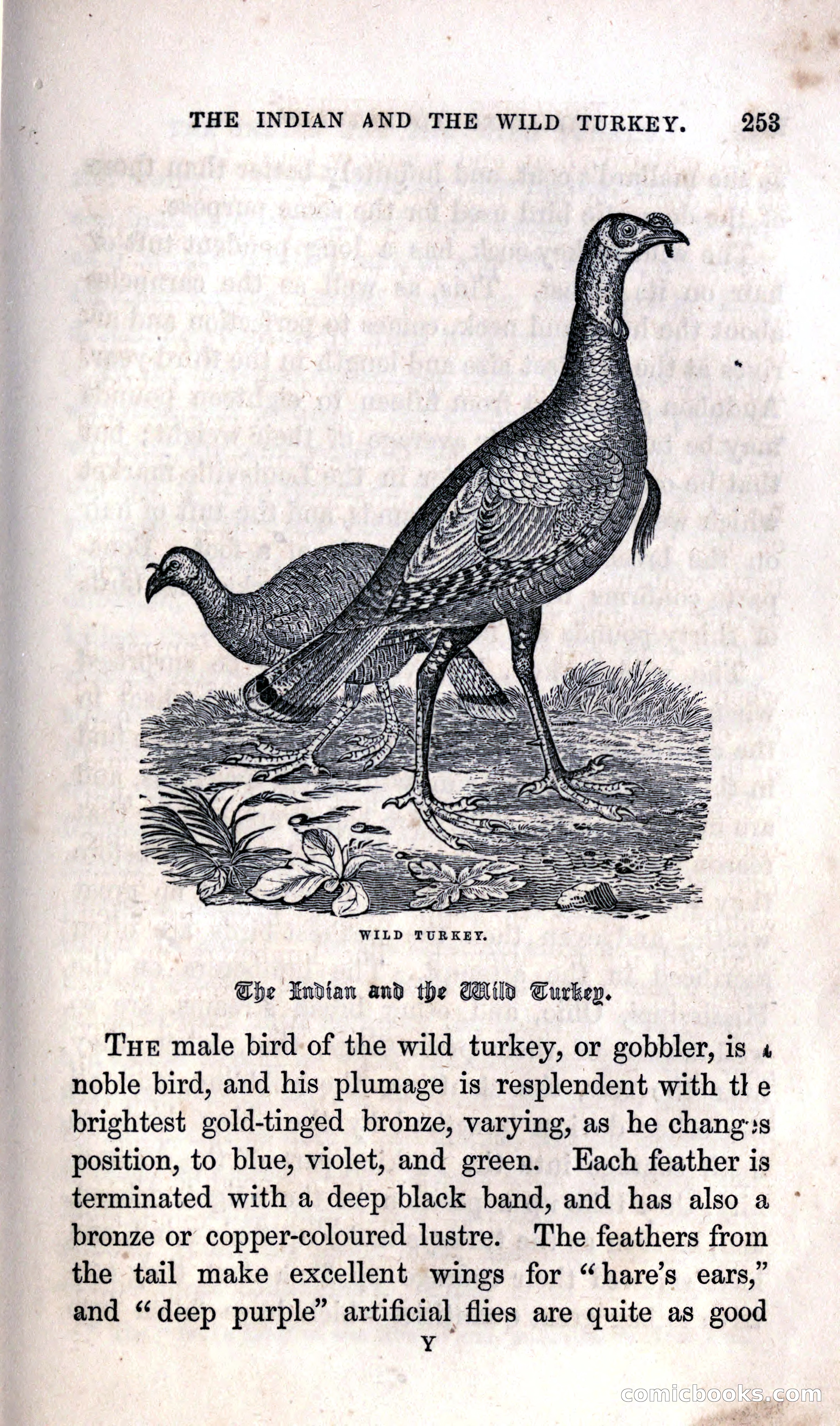 Thrilling Adventures Among the Indians — page 259 of 392