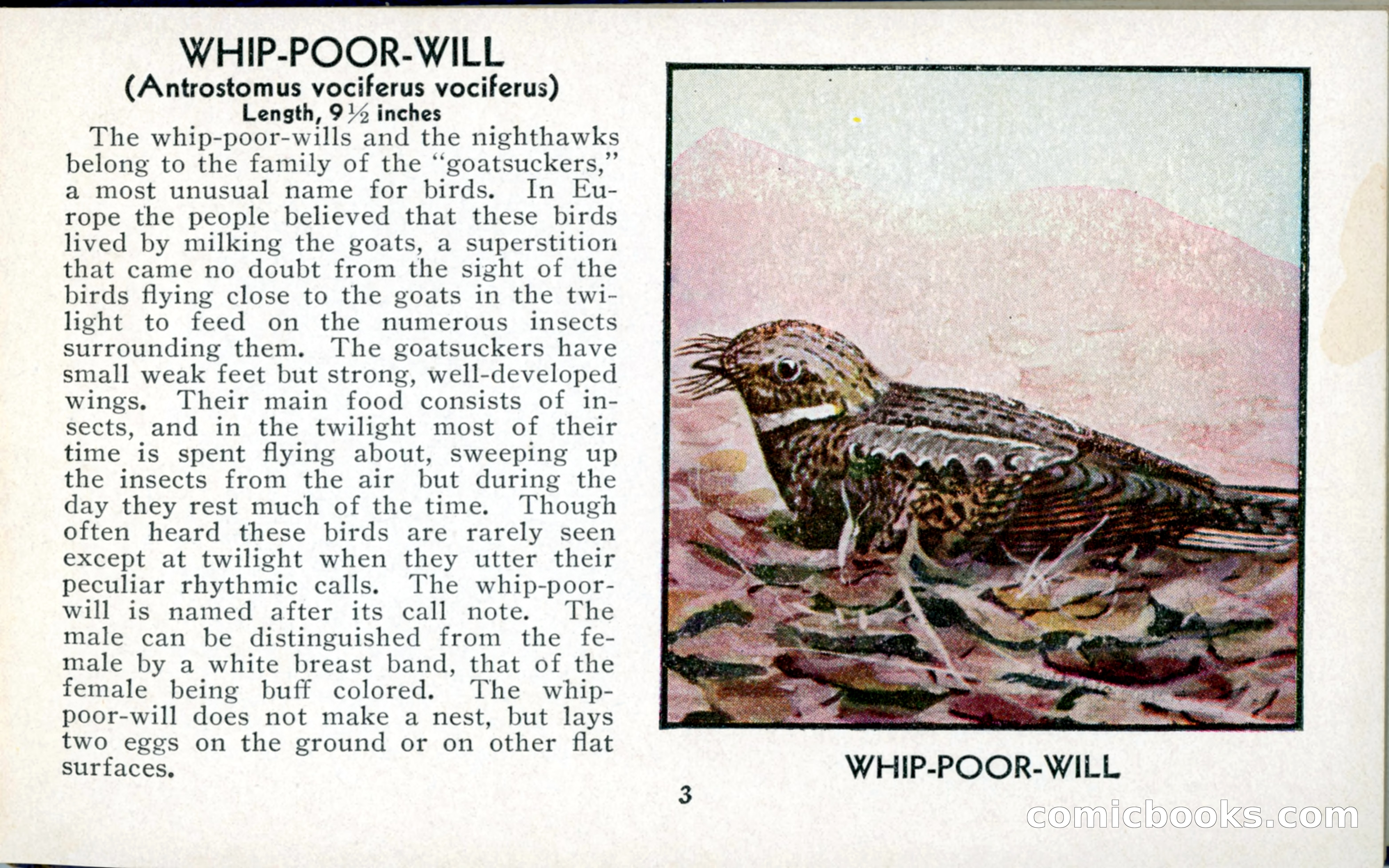 The Blue Book of Birds of America — page 4 of 98