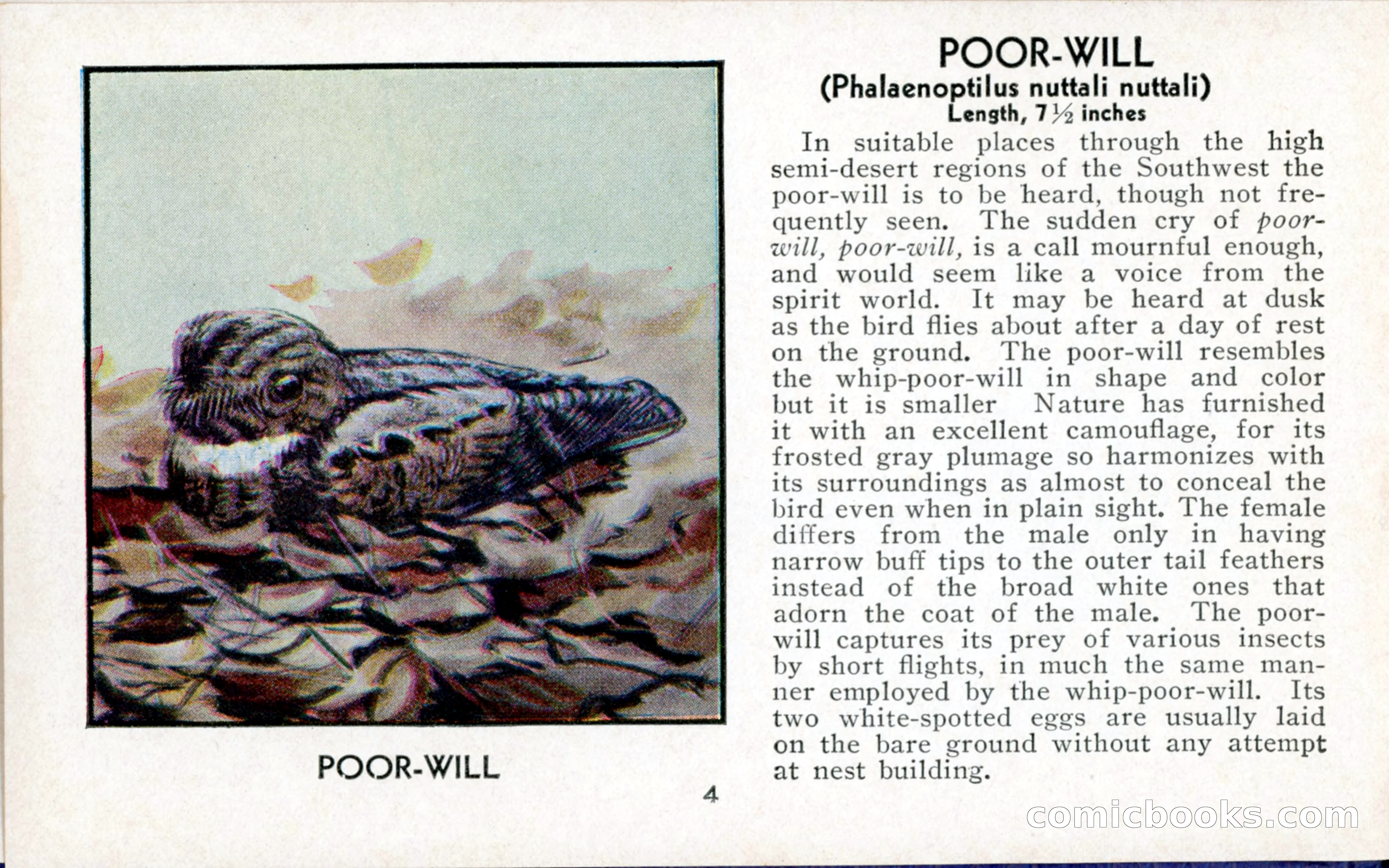 The Blue Book of Birds of America — page 5 of 98