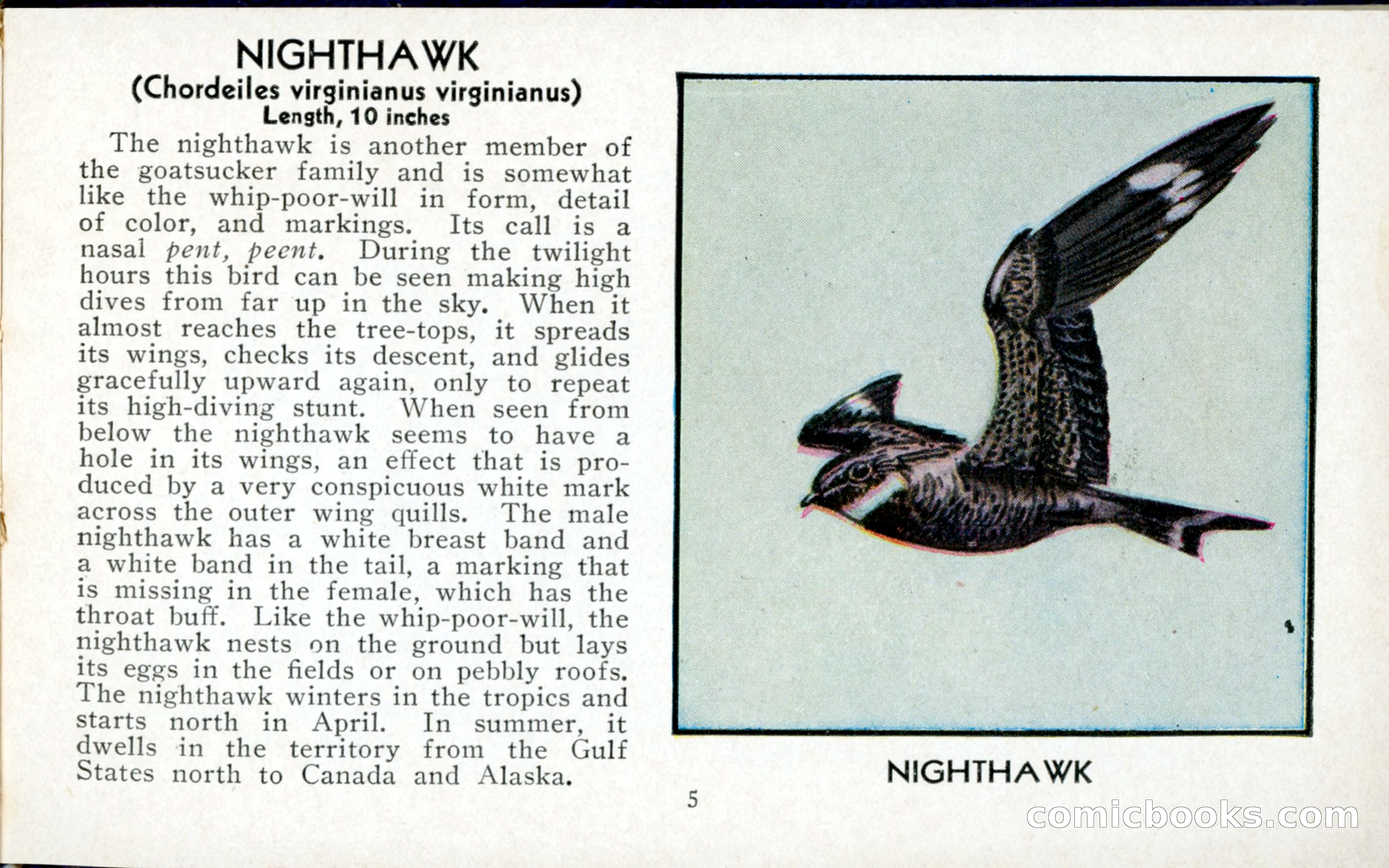 The Blue Book of Birds of America — page 6 of 98