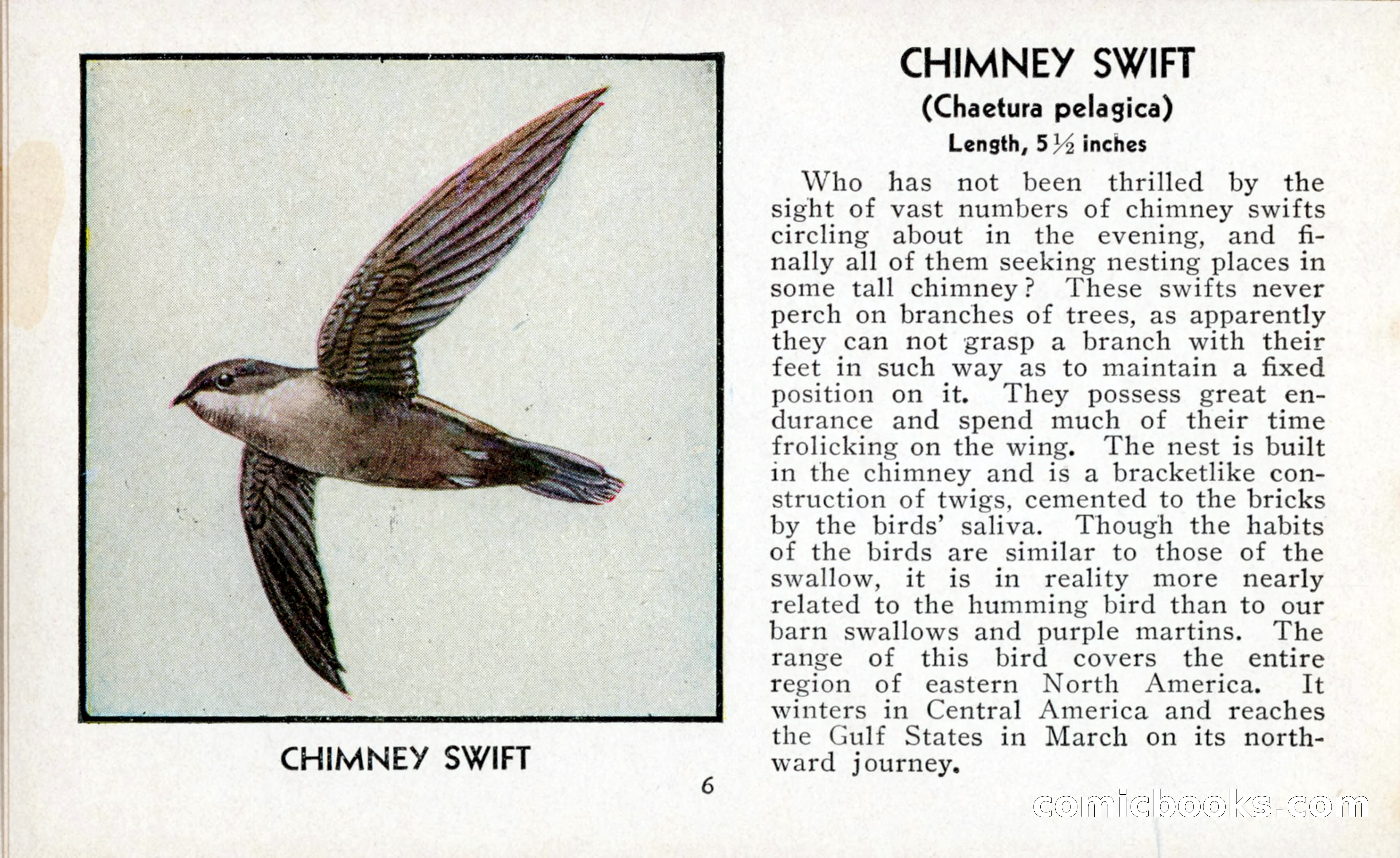 The Blue Book of Birds of America — page 7 of 98
