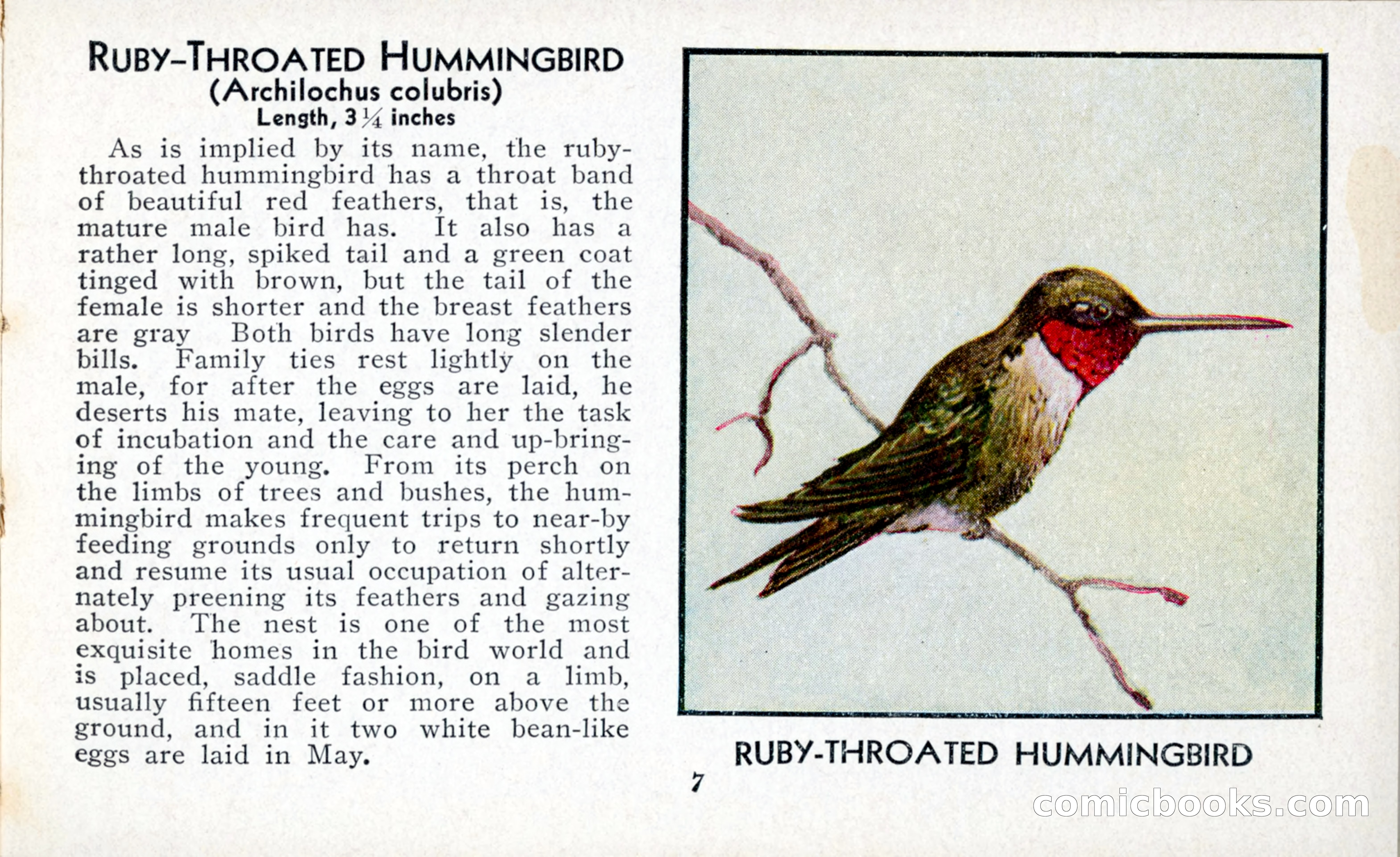 The Blue Book of Birds of America — page 8 of 98