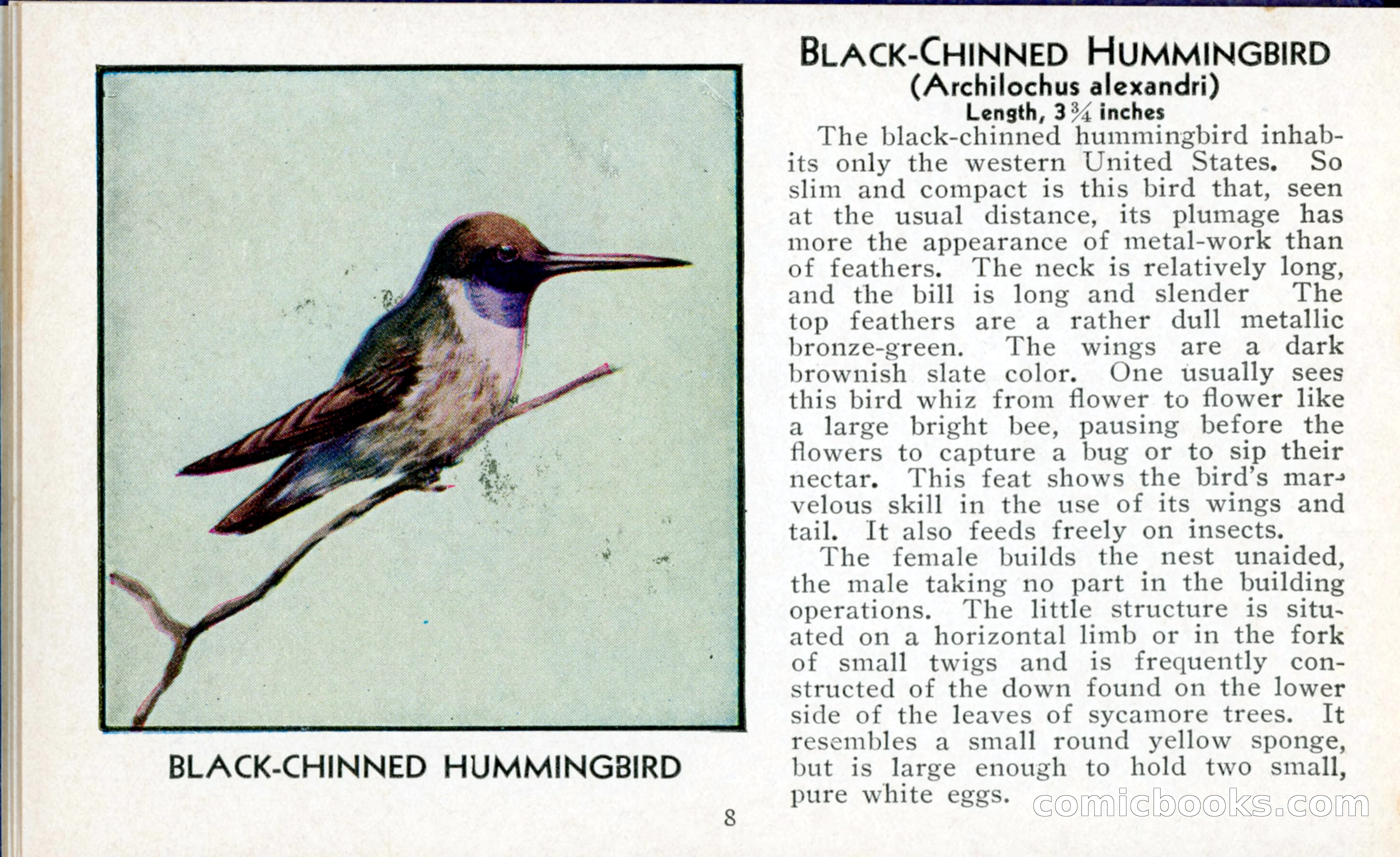 The Blue Book of Birds of America — page 9 of 98