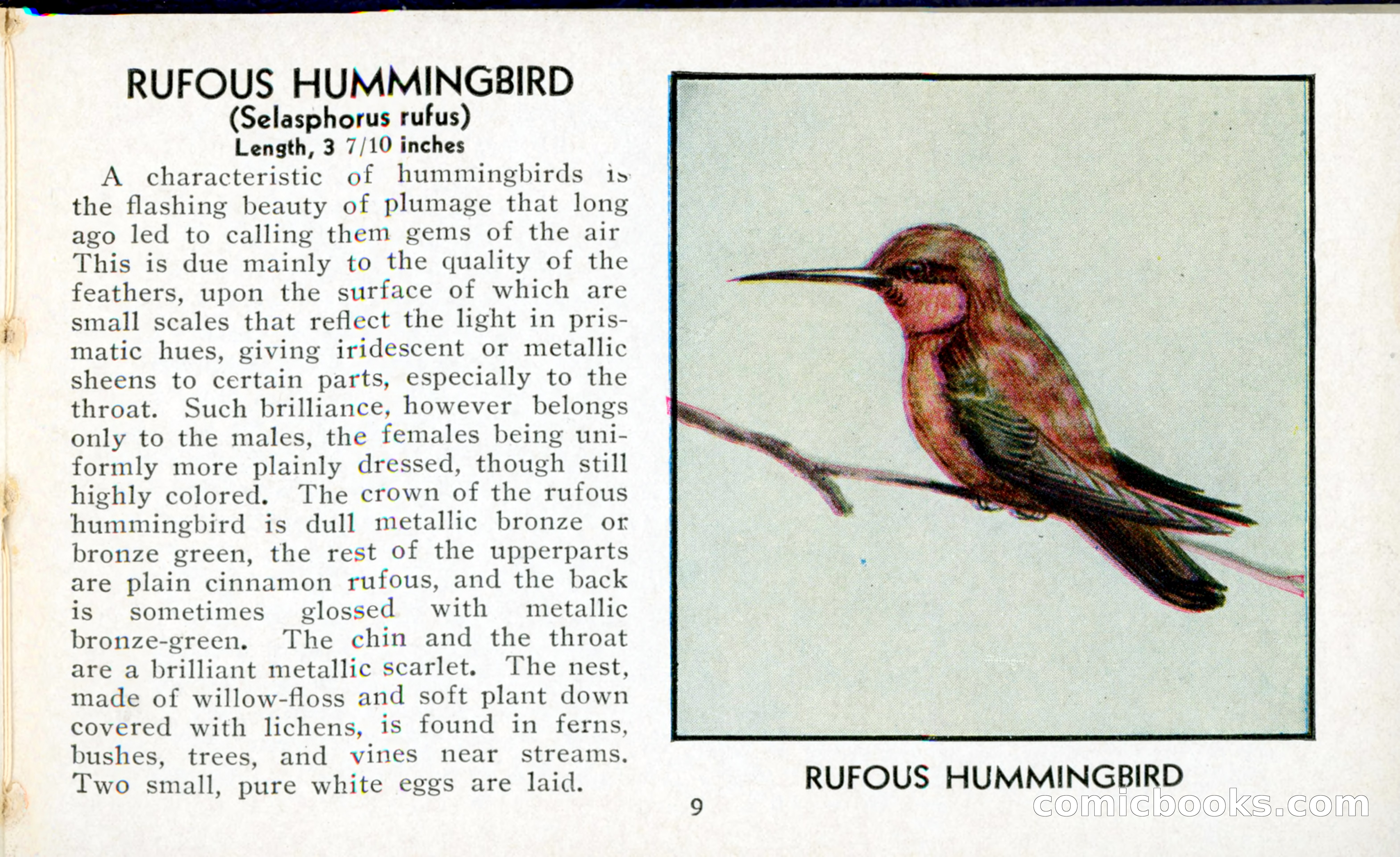 The Blue Book of Birds of America — page 10 of 98