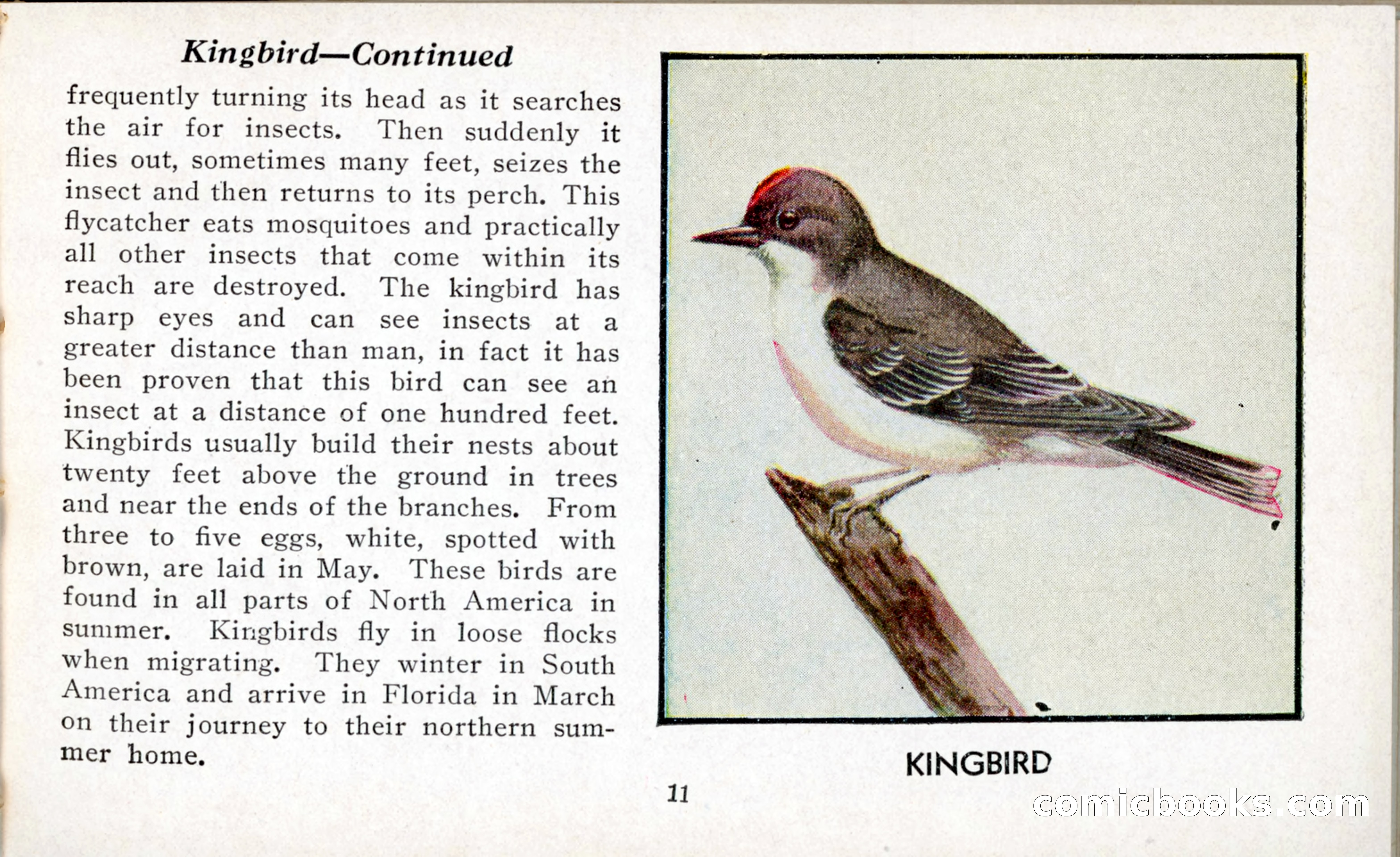 The Blue Book of Birds of America — page 12 of 98