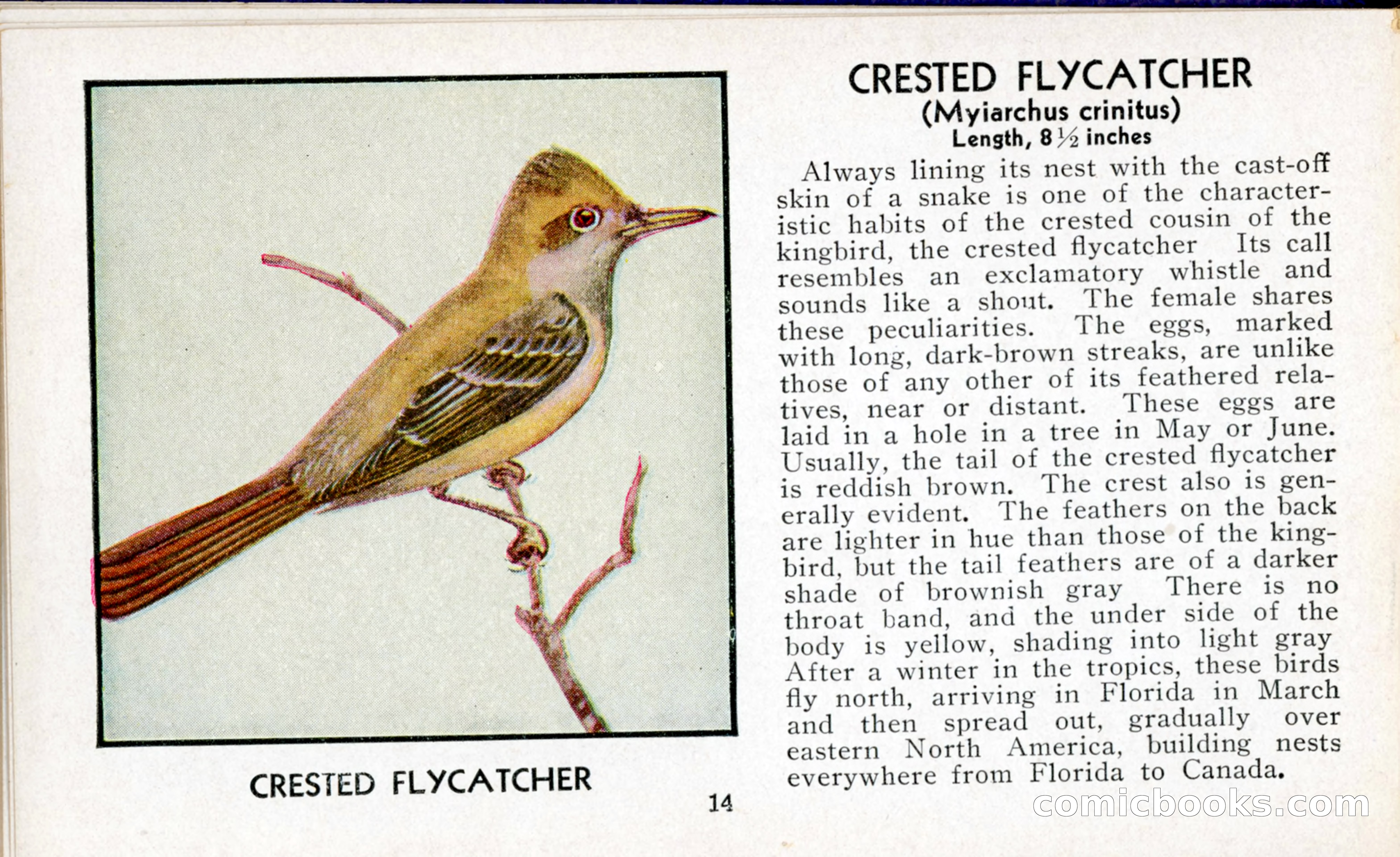 The Blue Book of Birds of America — page 15 of 98
