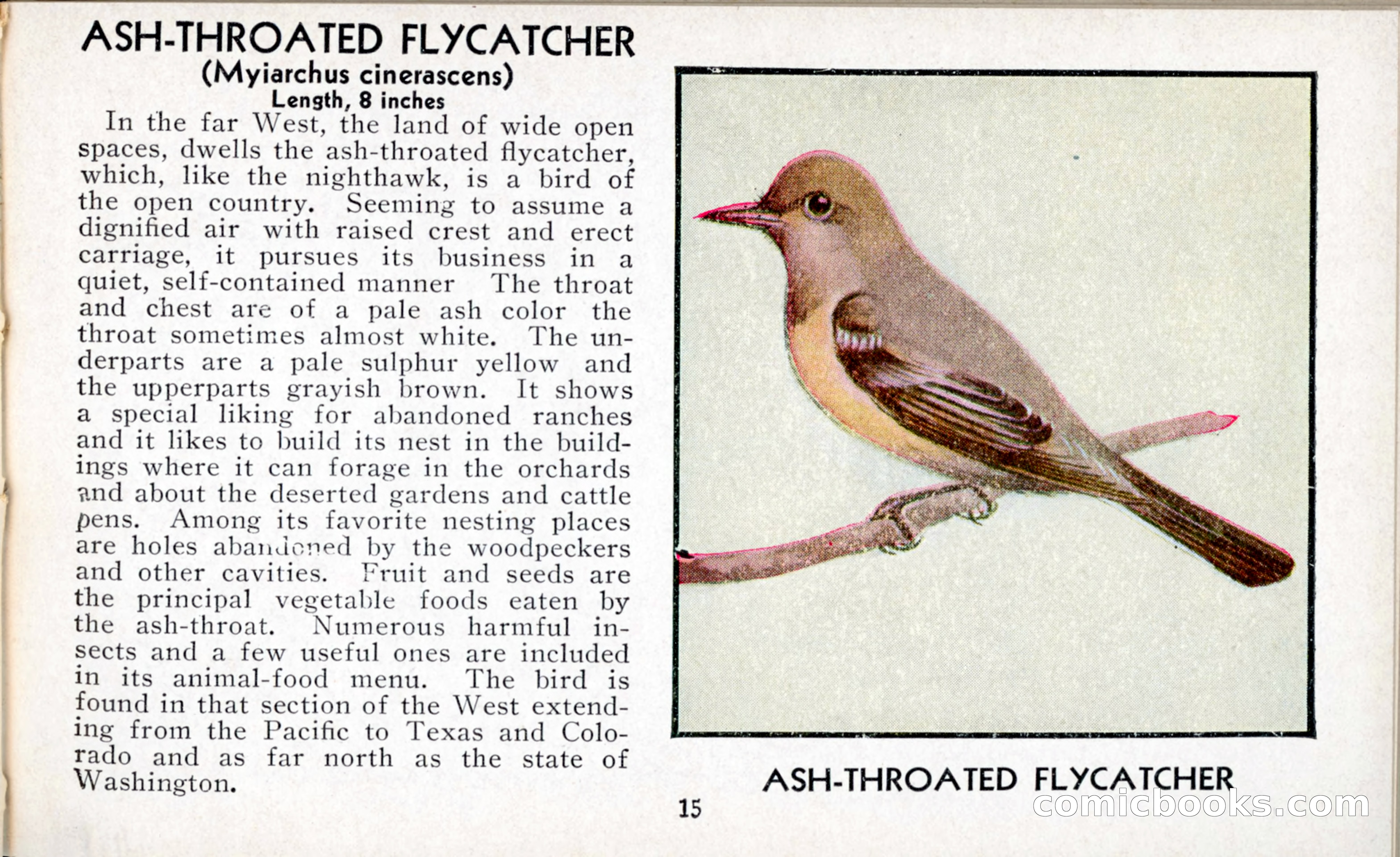 The Blue Book of Birds of America — page 16 of 98