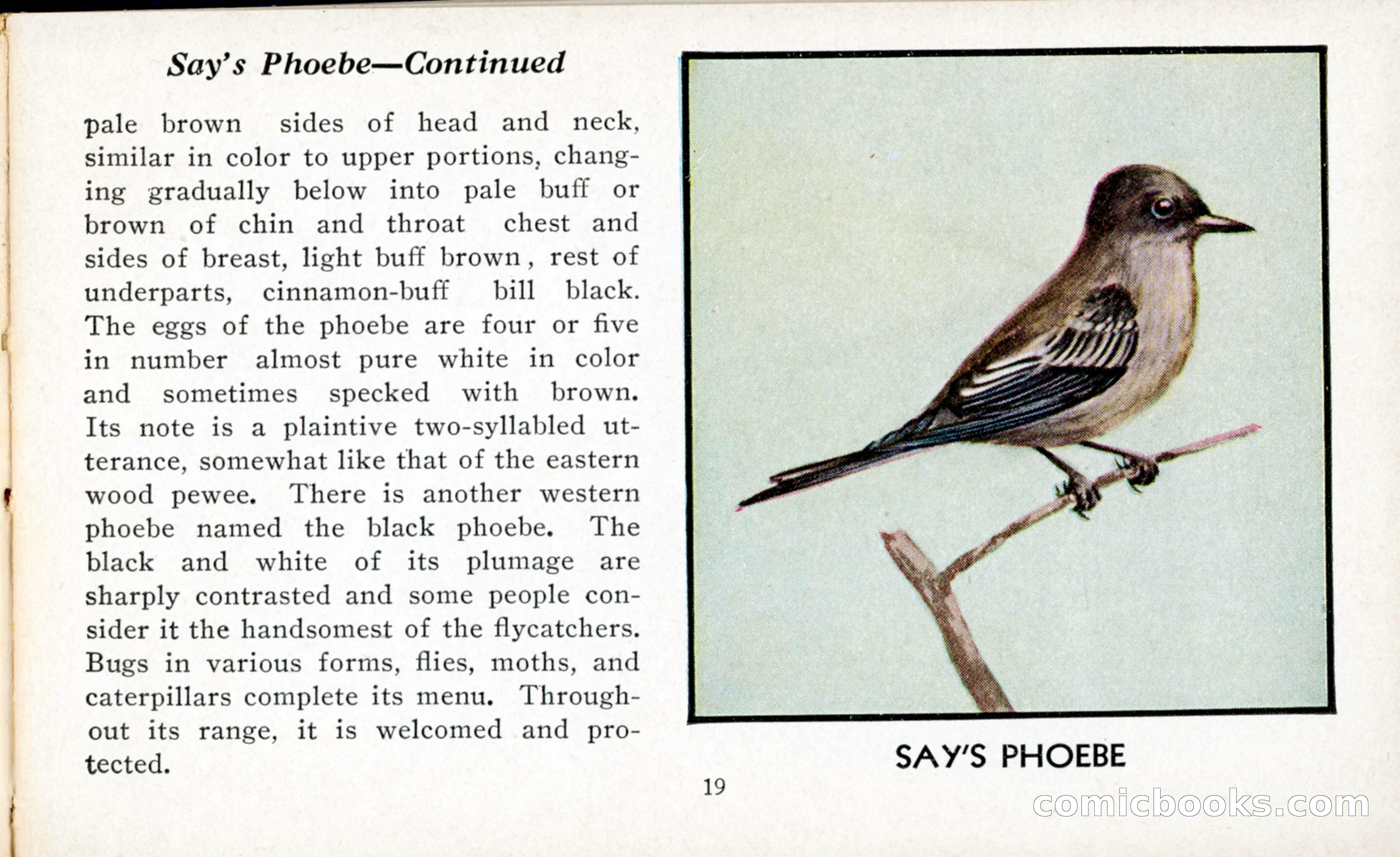 The Blue Book of Birds of America — page 20 of 98