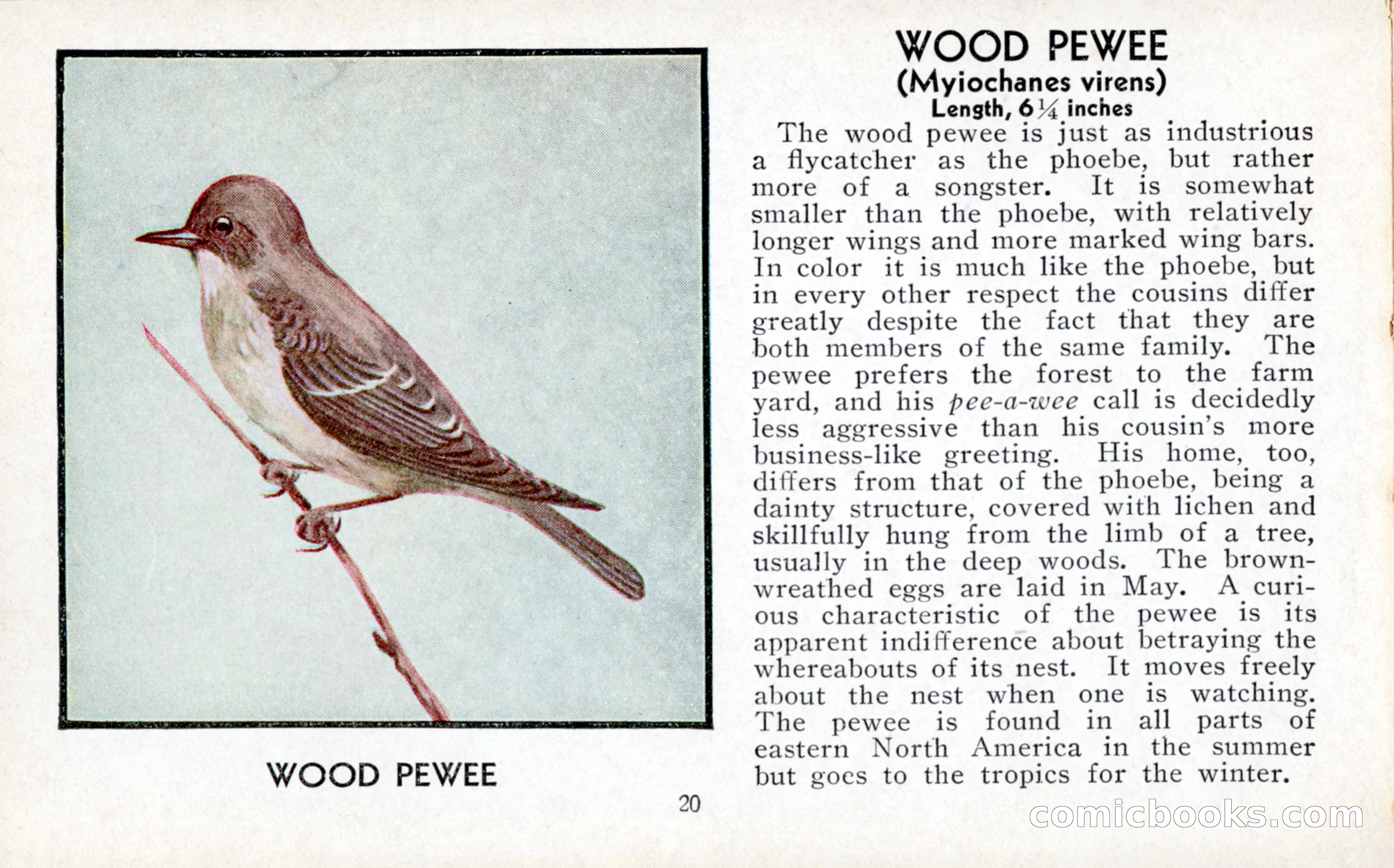 The Blue Book of Birds of America — page 21 of 98