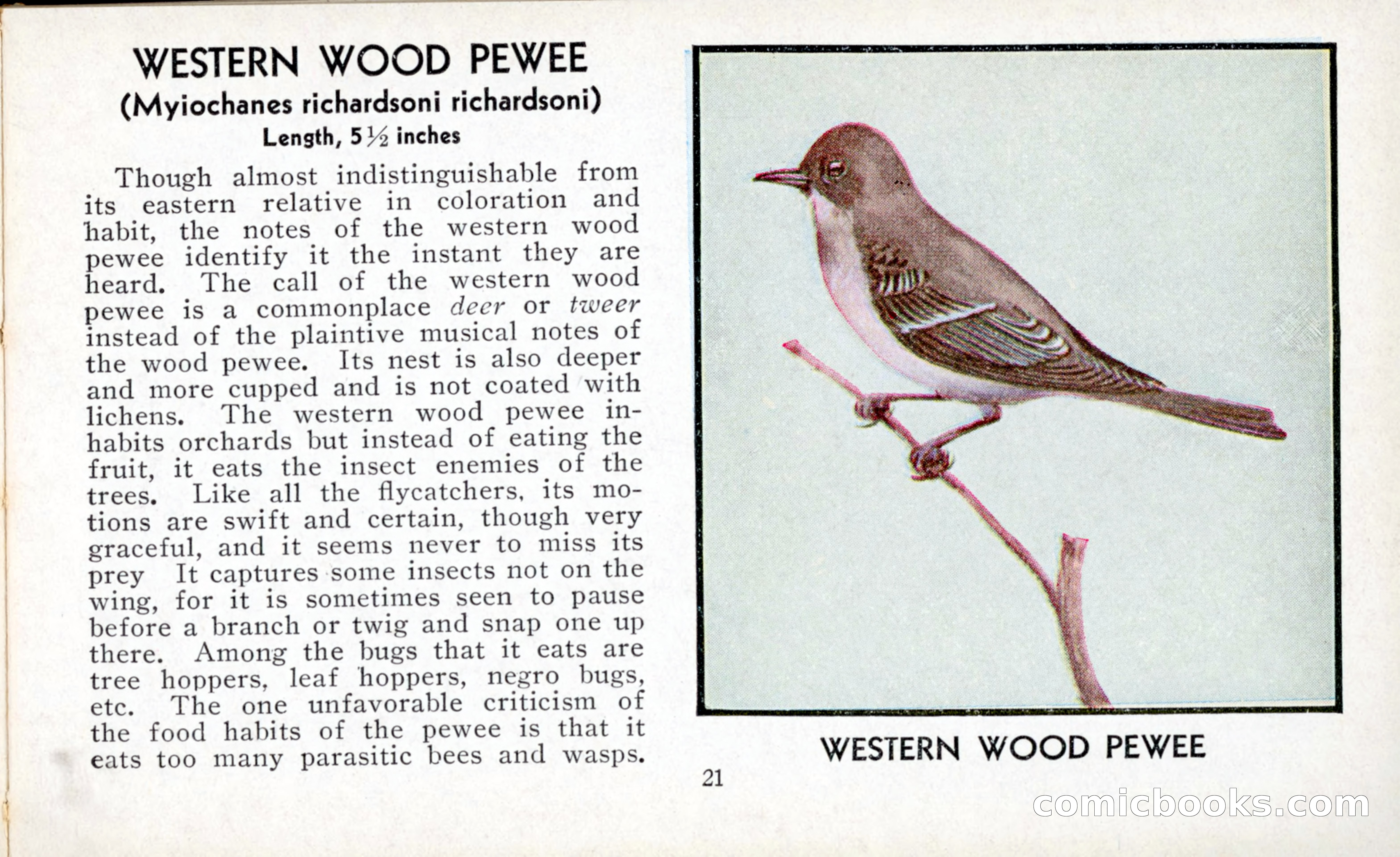 The Blue Book of Birds of America — page 22 of 98